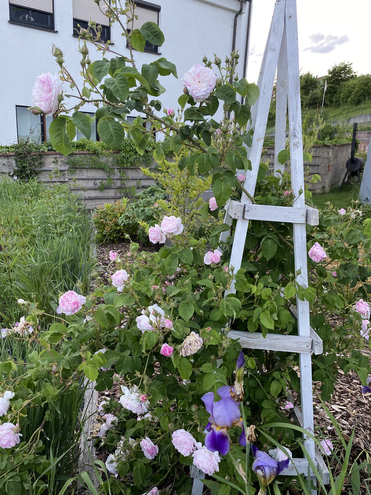 Kletterrosen mit rosa Blüten wachsen an einem weißen Holztrellis im Garten, darunter lila Iris.
