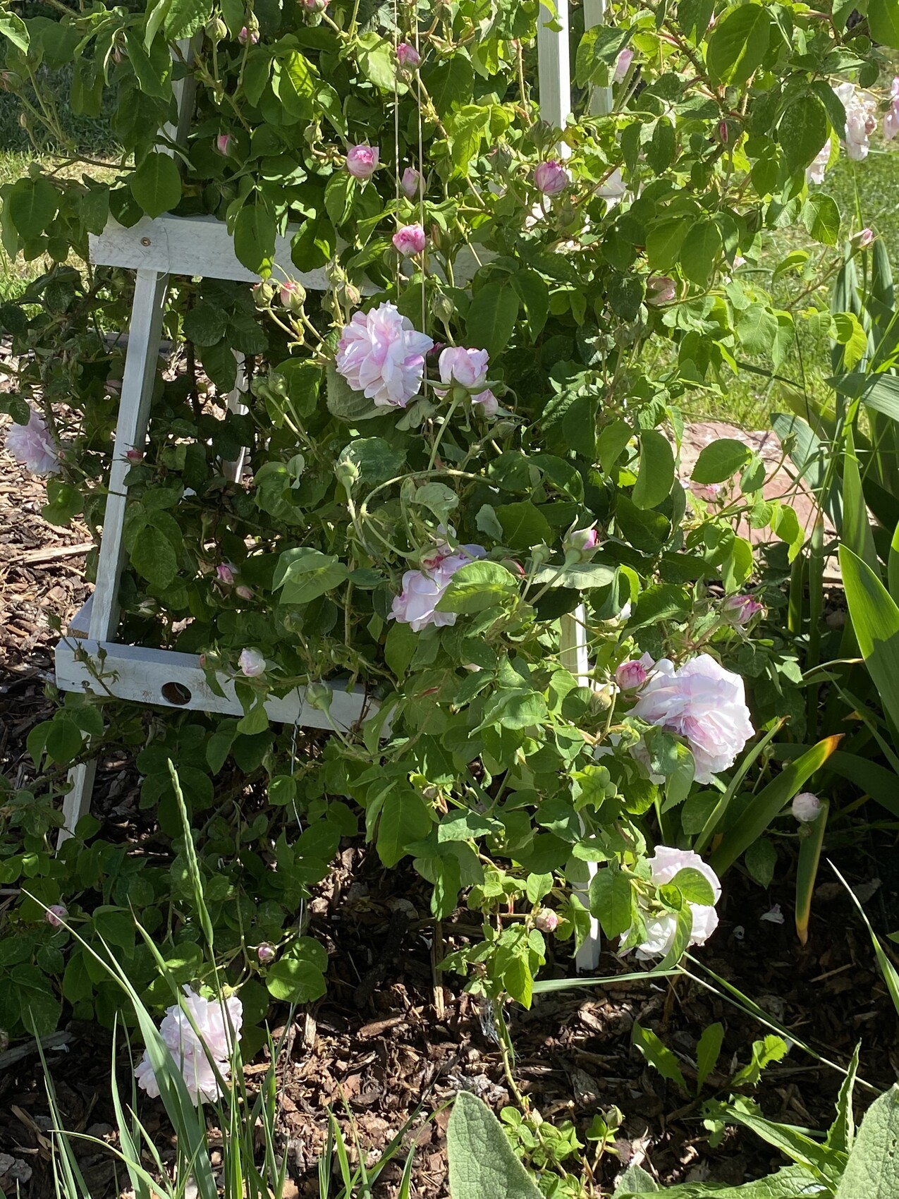Kletterrose mit hellrosa Blüten an einem weißen Holzgestell im Garten.