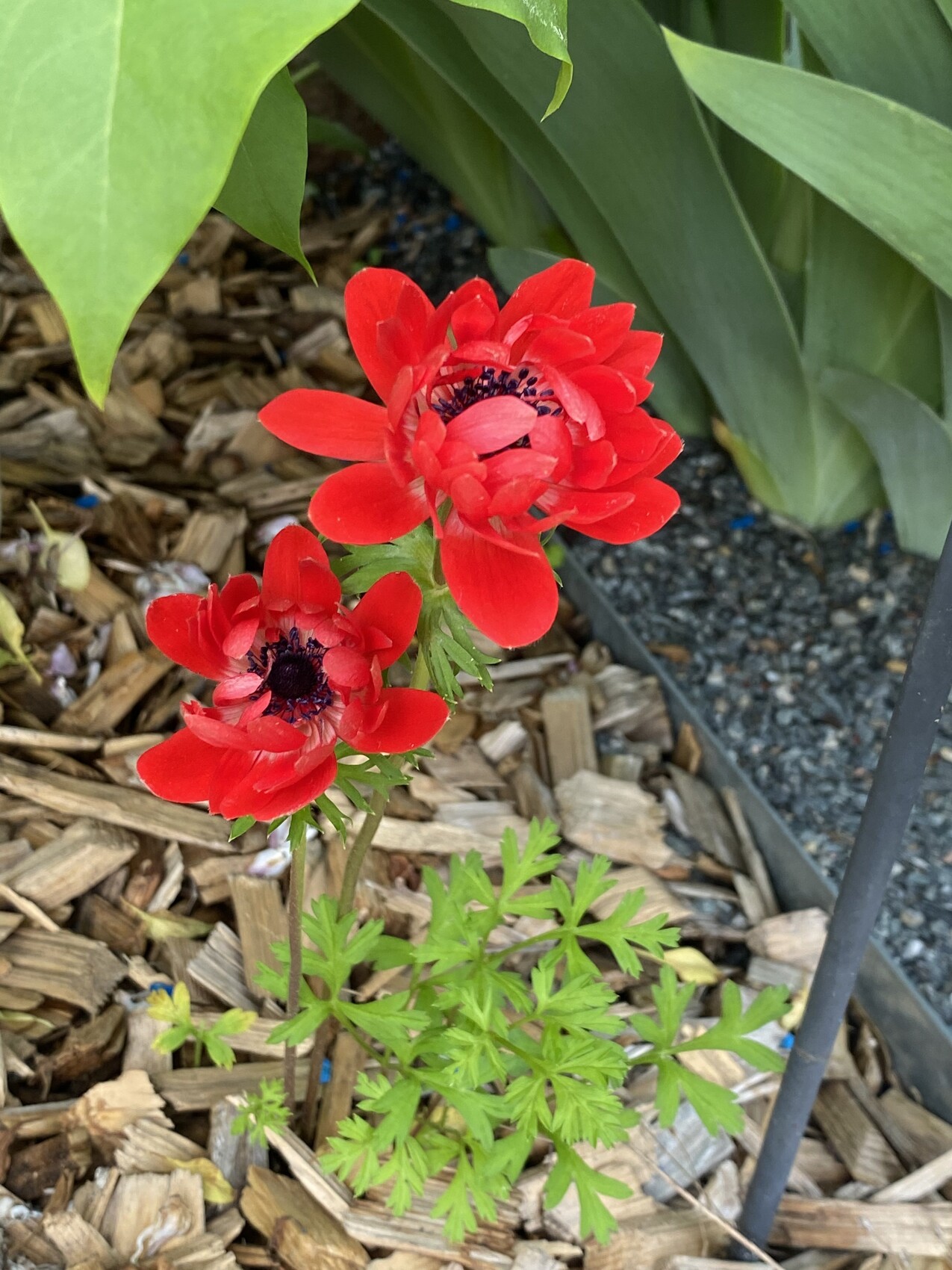 Zwei rote Mohnblumen mit dunklem Zentrum vor grünem Laub im Mulchbeet.