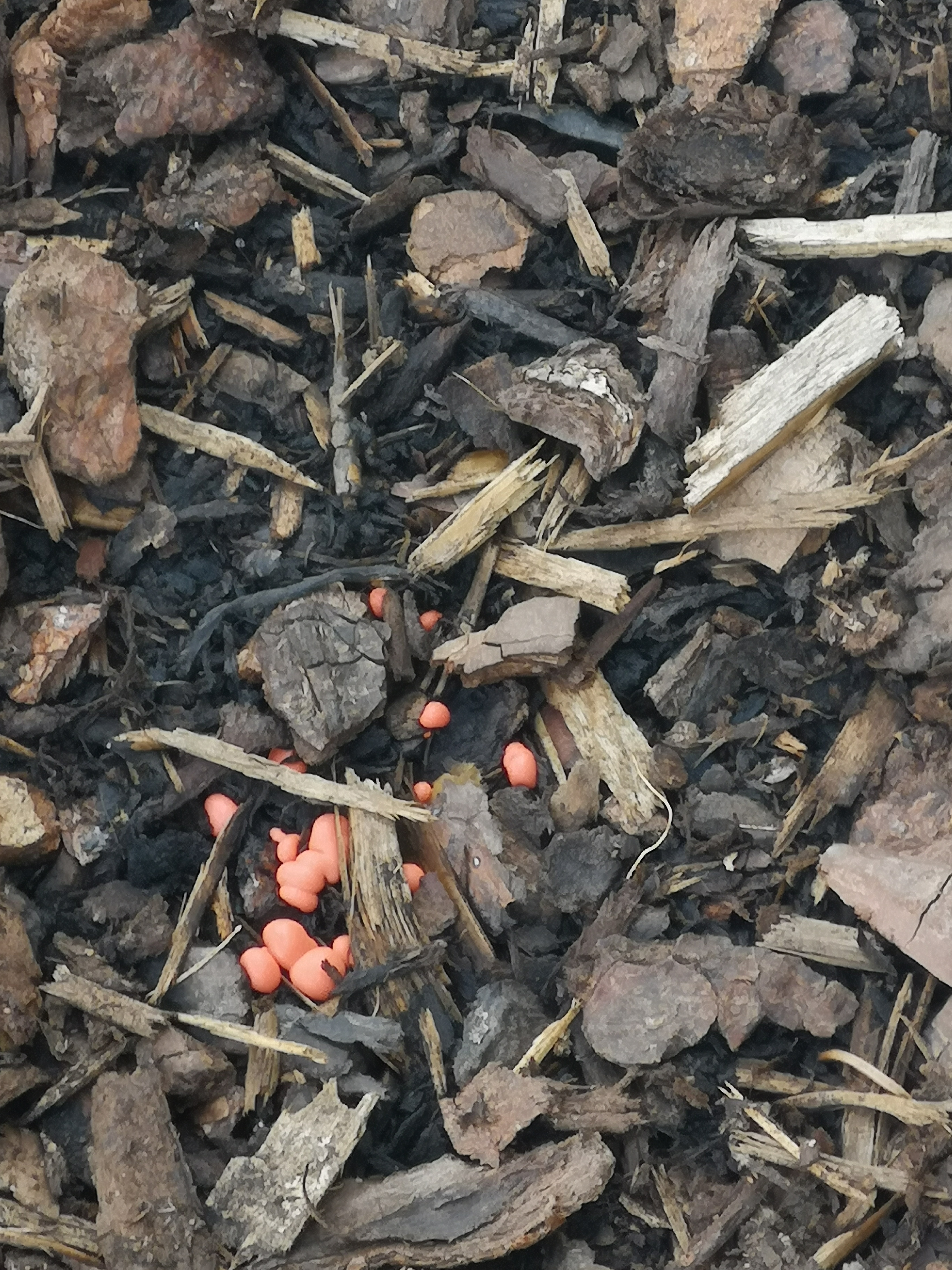 rote-kuegelchen-im-beet-was-koennte-das-sein-524294-1.jpg