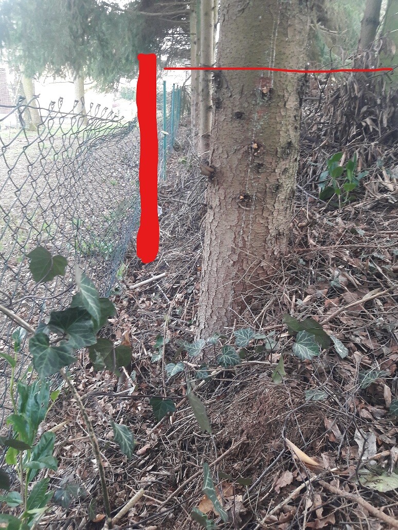 roter-markierter-baum-im-garten-mit-zaun.jpg