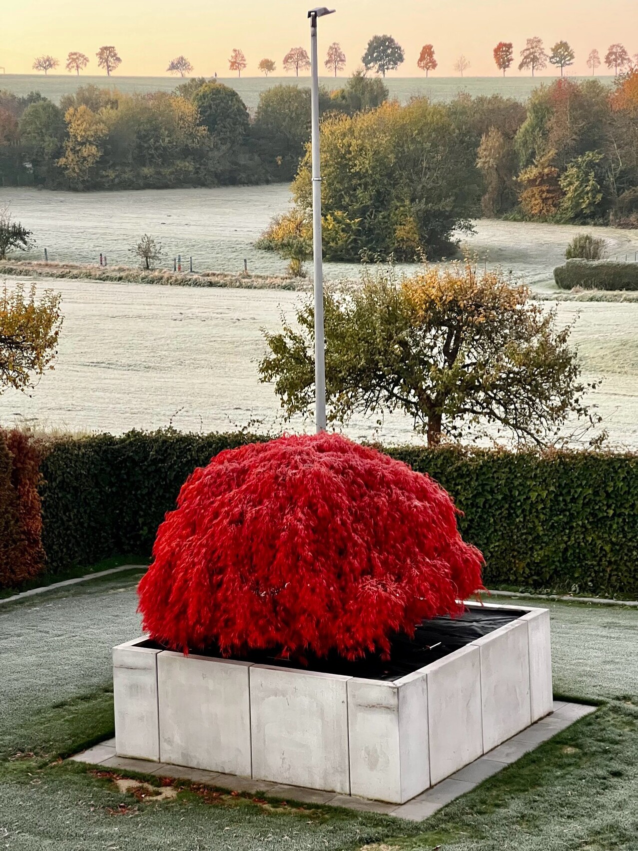 Rote Zierpflanze in quadratischer grauer Betonpflanzkiste im Garten, Morgendämmerung im Hintergrund