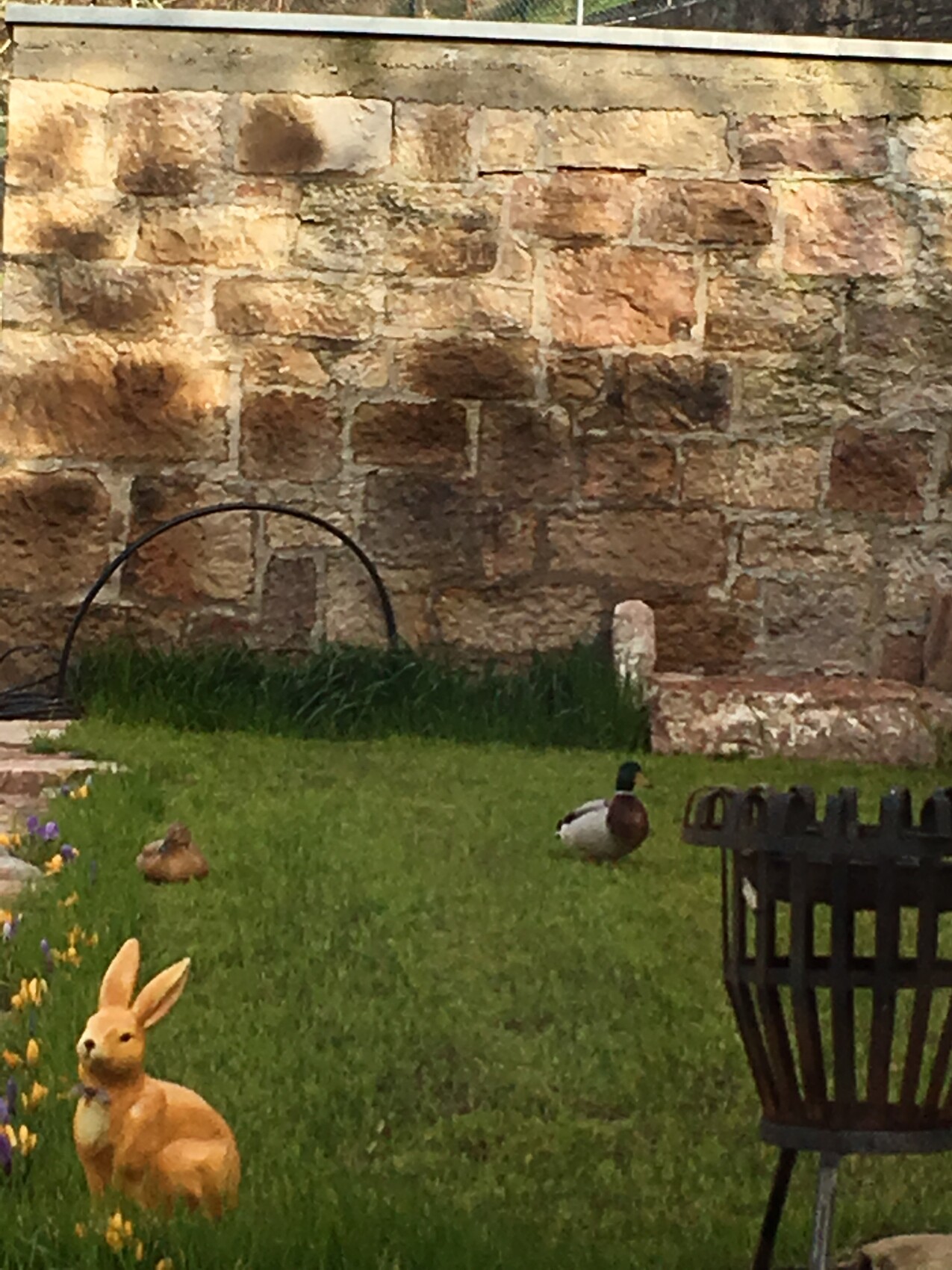 Garten mit Steinmauer, Gras, Mallard-Ente in Mitte, orange Hasenfigur vorne.