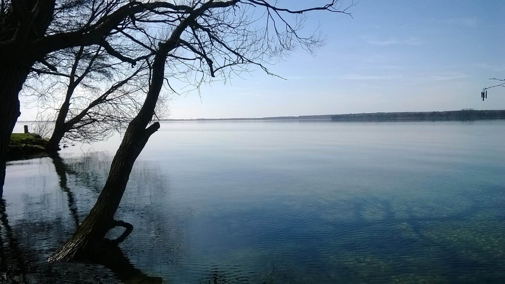 Großer knorriger Baum ragt ins ruhige Seeuferwasser; klare Reflexionen, blauer Himmel