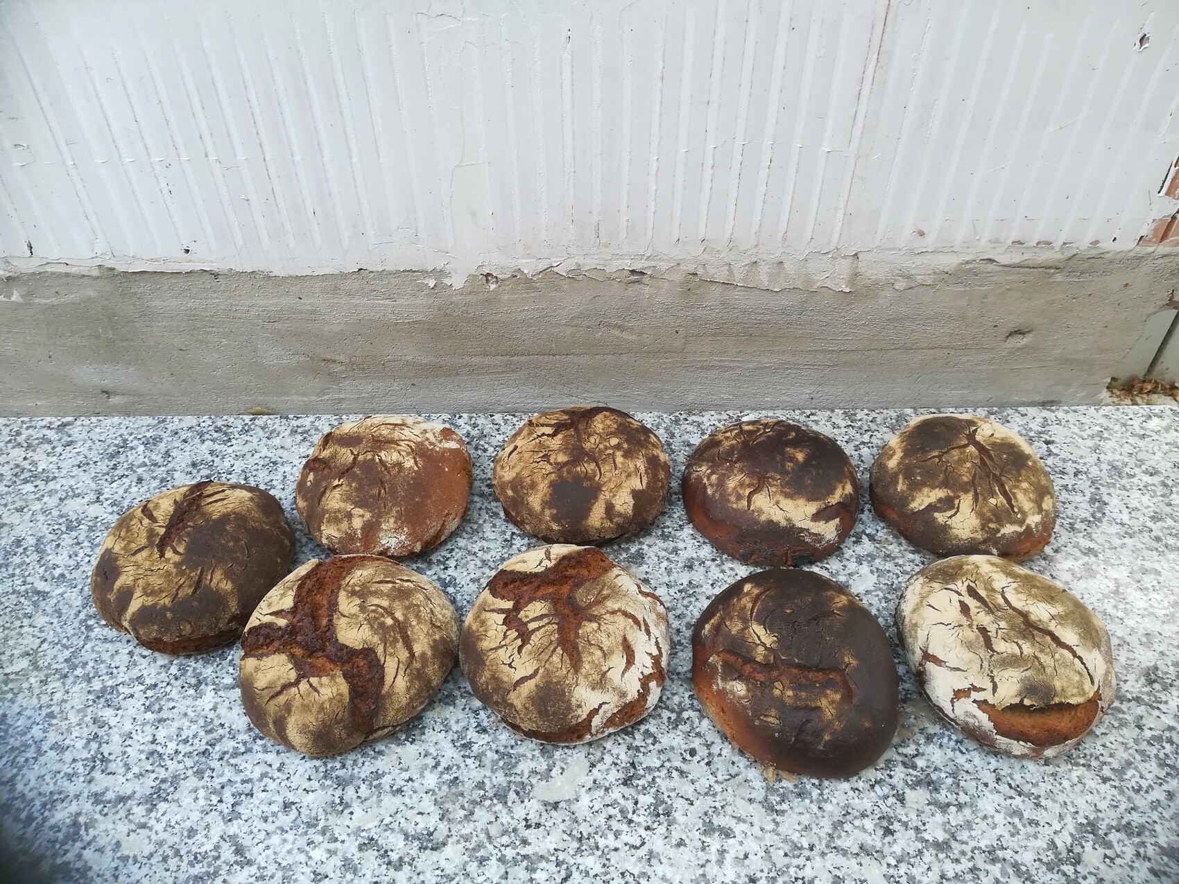 Elf runde Brote mit dunkler, knuspriger Kruste auf grauer Granitplatte vor weißer Wand.