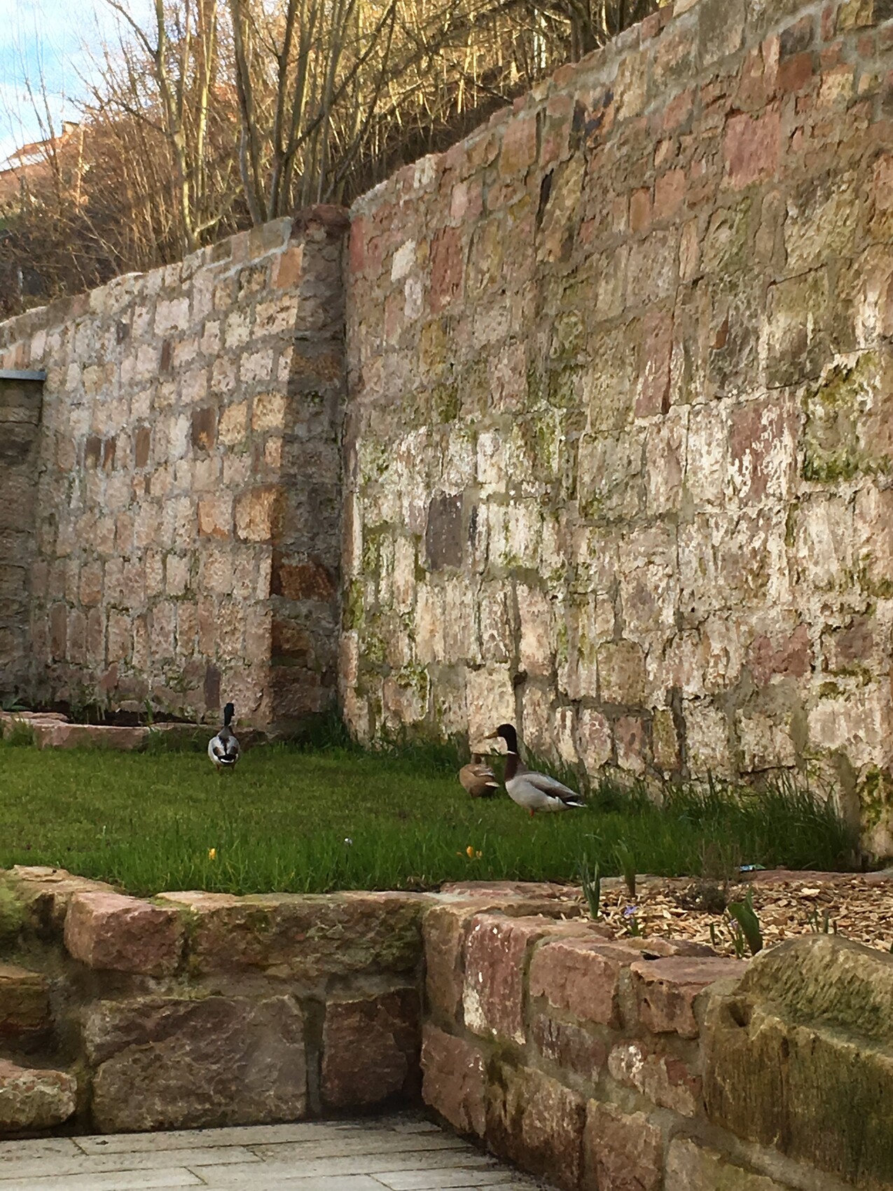 Mehrere Enten stehen auf Gras vor einer alten Natursteinmauer im Freien.