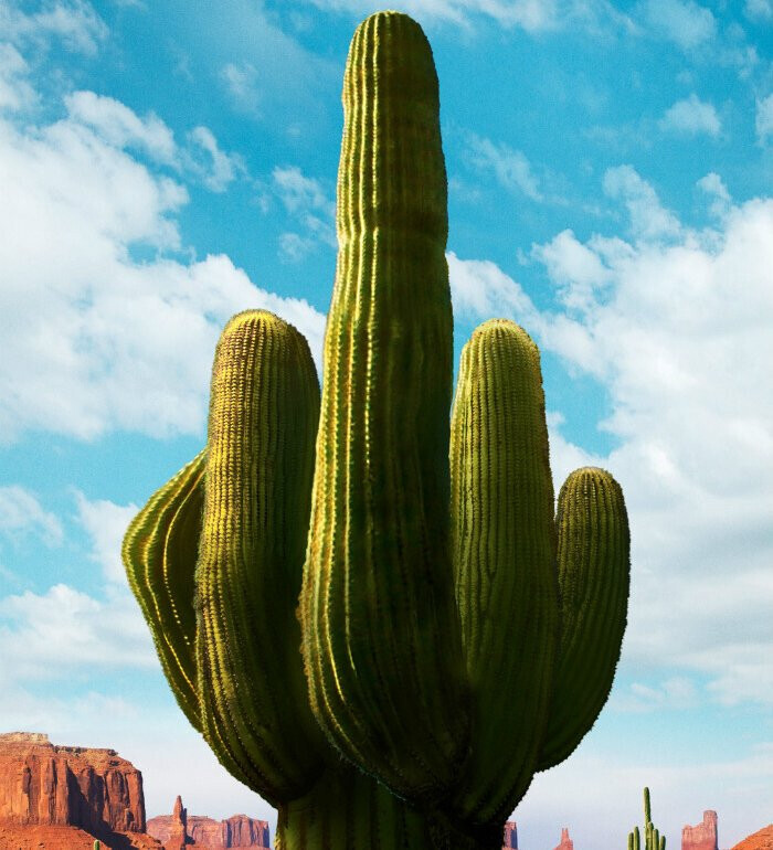 Großer Saguaro-Kaktus mit mehreren Armen vor blauem Himmel und Felsen im Hintergrund.