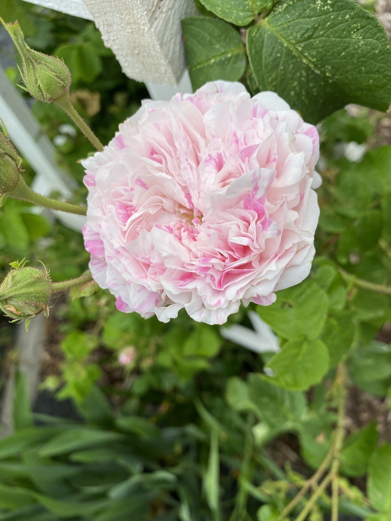 Eine zartrosa, dicht gefüllte Rose mit vielen Blütenblättern an einer Rosenpflanze im Garten.