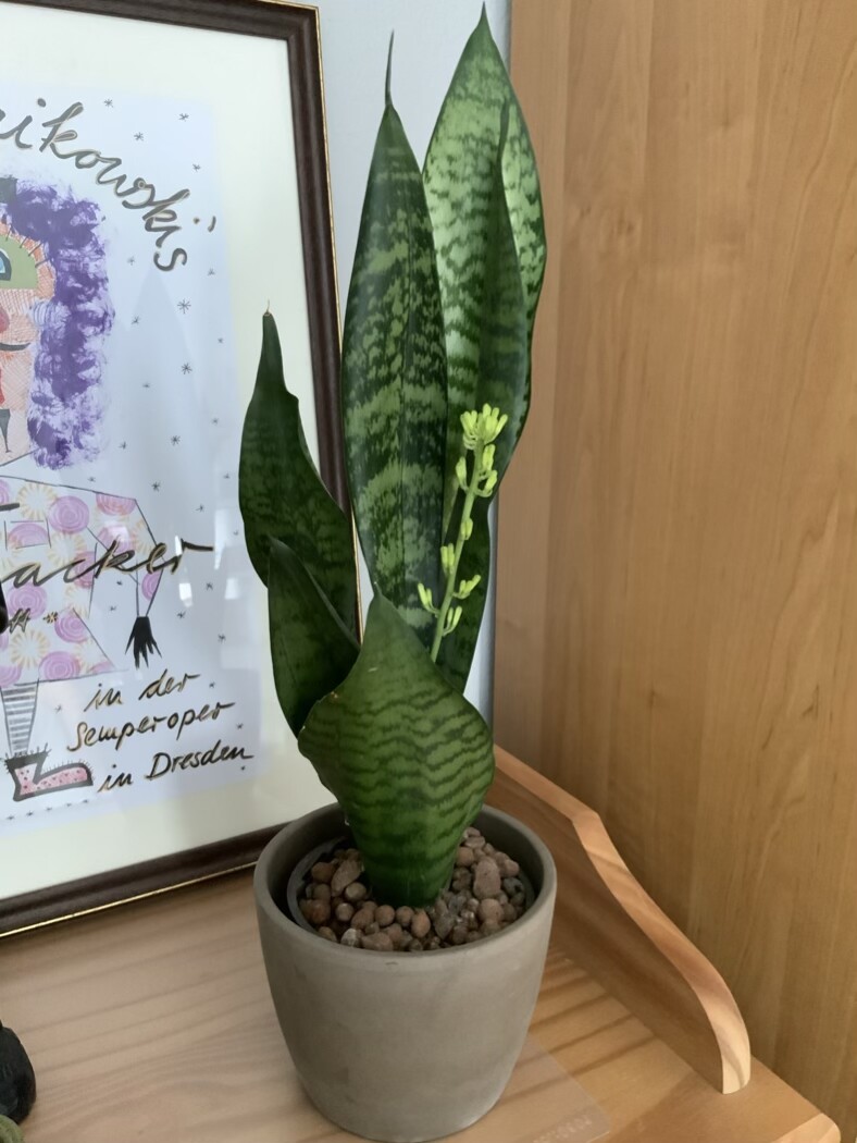 Sansevieria-Pflanze im grauen Topf auf Holz, daneben ein farbiges gerahmtes Poster.