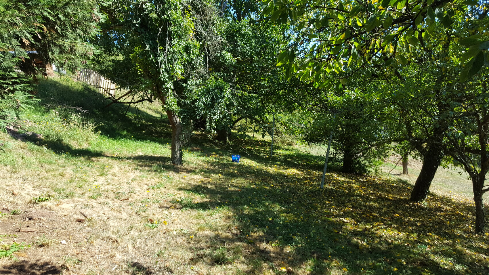 Schattenreicher Gartenbereich mit Bäumen, grünem Gras und blauem Eimer im Zentrum.