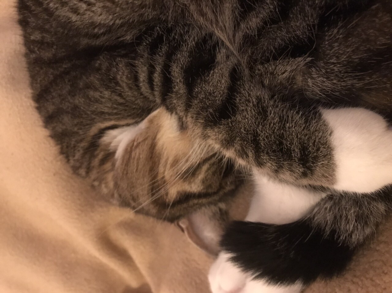 Nahaufnahme einer schlafenden Katze mit gestreiftem Fell und weißen Pfoten.