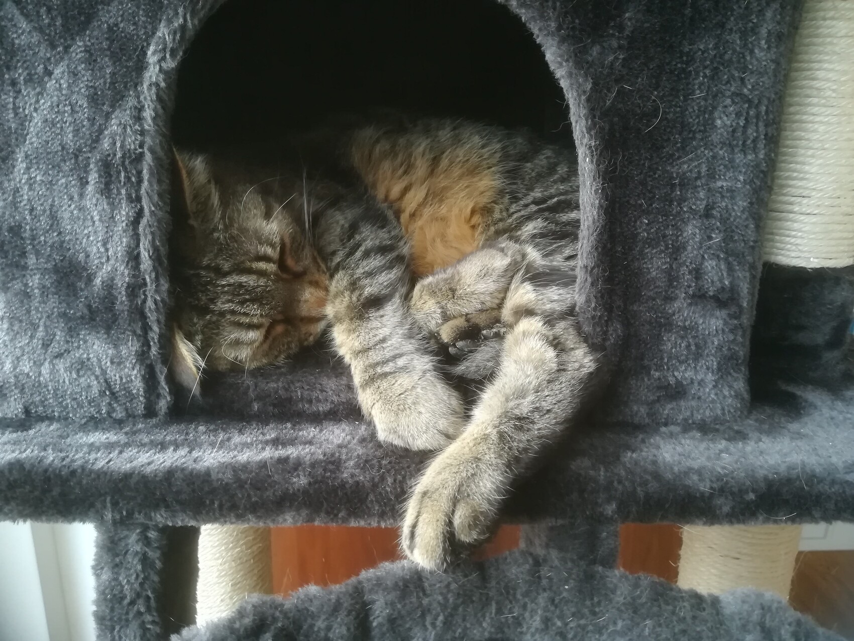 Eine gestreifte Katze schläft friedlich in einer dunklen Katzenhöhle mit ausgestreckten Pfoten.