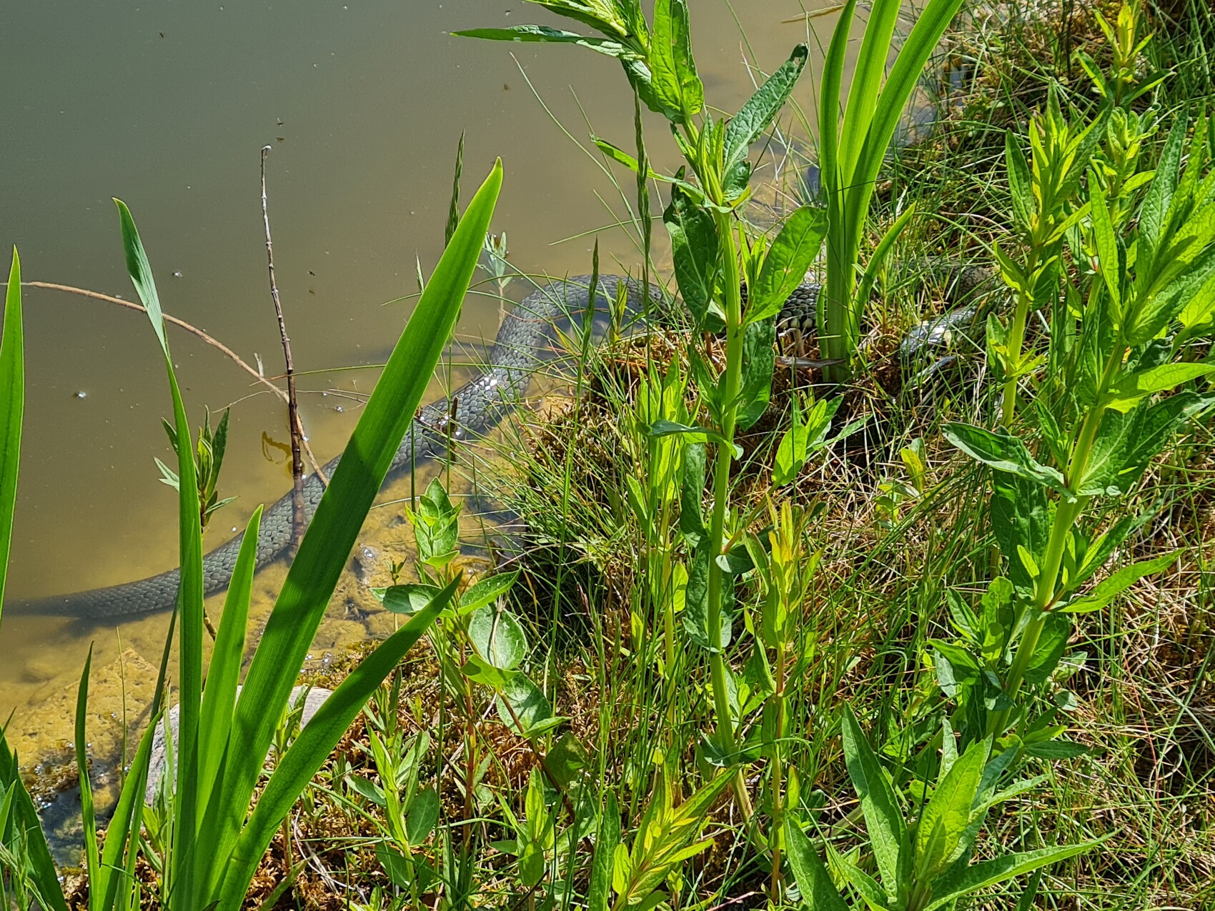 Schlange am Ufer versteckt sich im Ufergras neben einem trüben Gewässer.