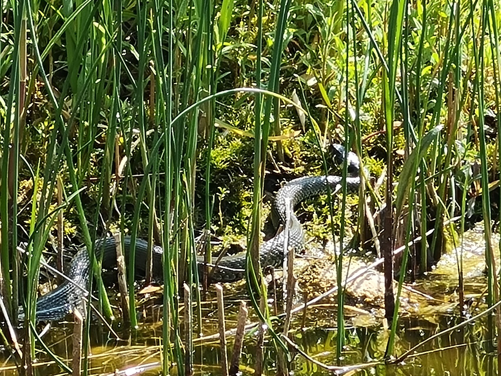 Schlange windet sich durch Schilf am Wasser am Ufer.