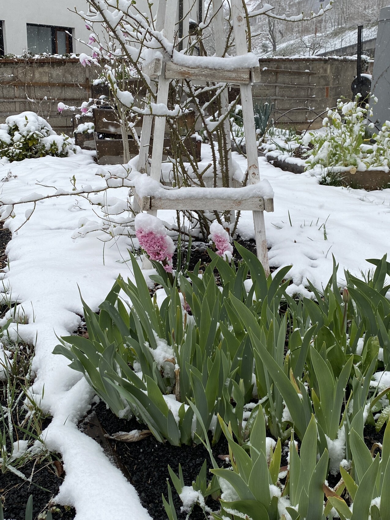 schneebedeckter-garten-pflanzen-und-holzleiter-im-winter.jpeg