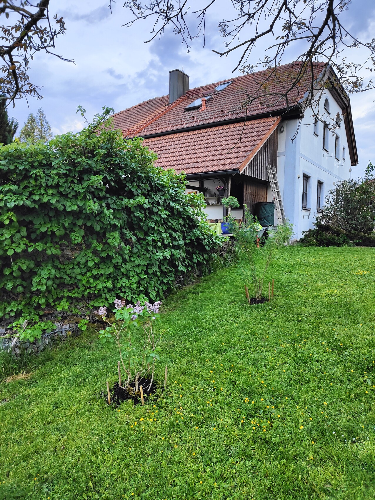 Blaues zweistöckiges Haus mit rotem Ziegeldach, grüne Hecke, frisch gepflanzte Bäumchen im Rasen.