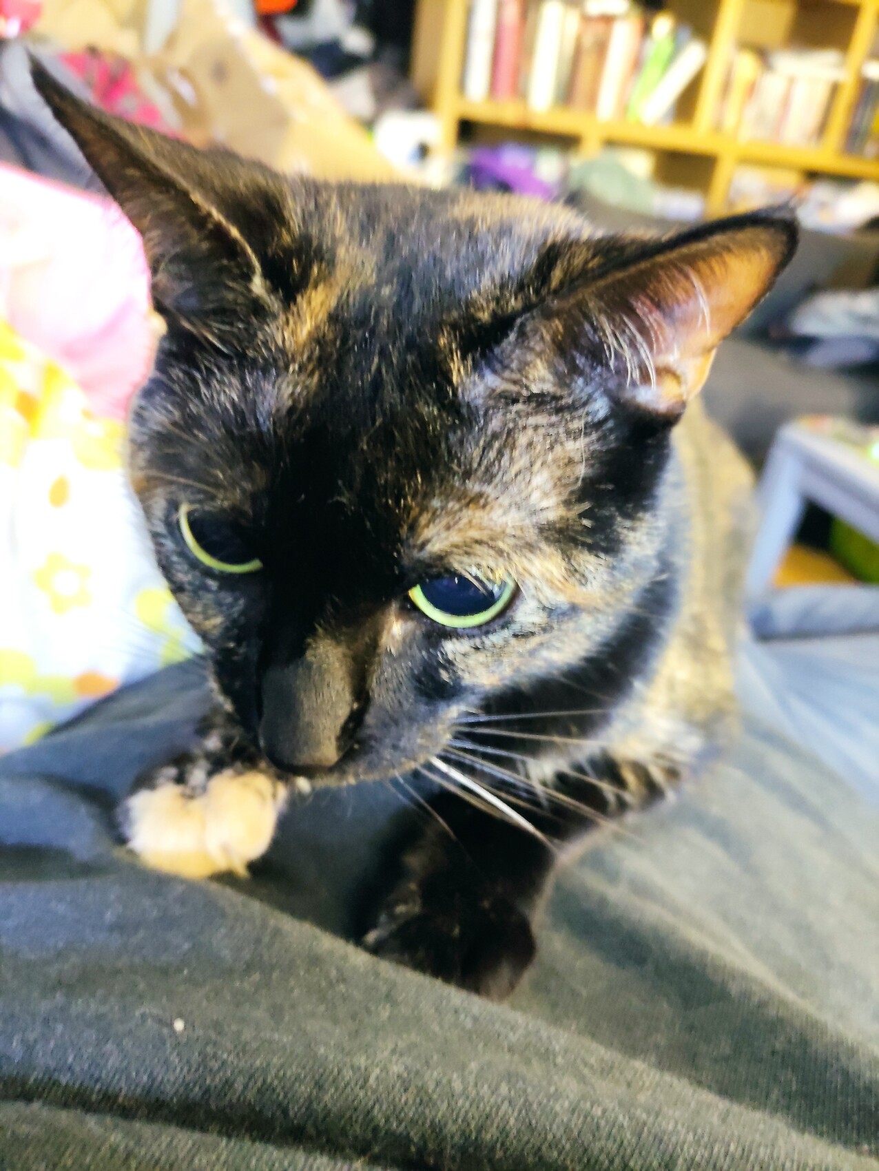 Nahaufnahme einer schwarzen Katze mit grünen Augen auf dunklem Stoff, Bücherregal im Hintergrund.