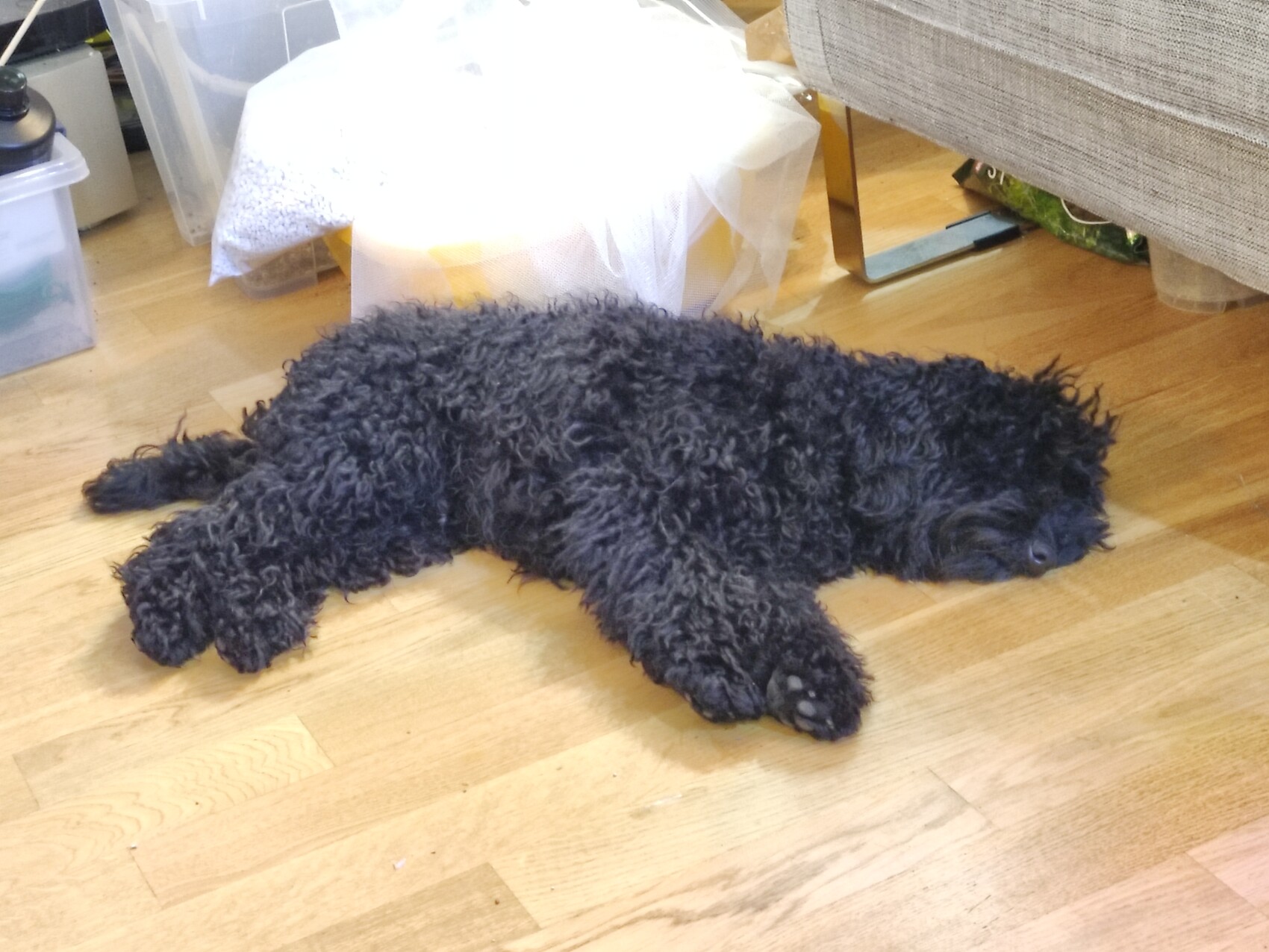 Schwarzer, lockiger Hund liegt entspannt auf hellem Holzboden in einem Wohnraum.