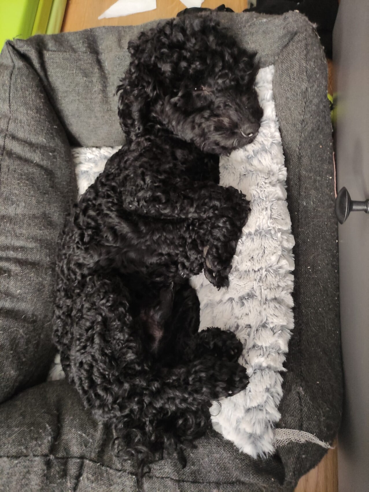 Schwarzer, lockiger Hund liegt entspannt auf grauer Flauschdecke auf Sofa.