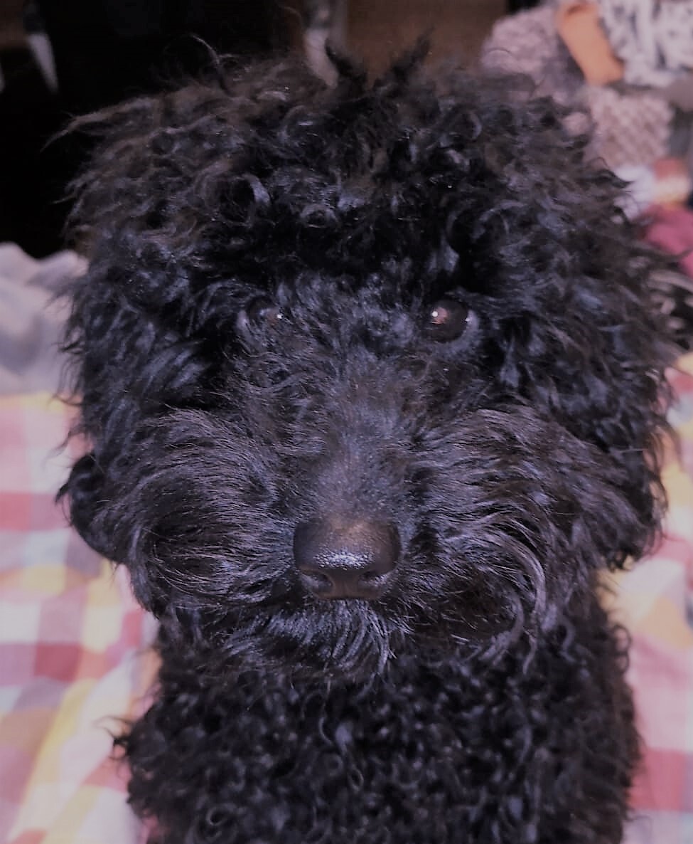 Schwarzer, lockiger Hund schaut in die Kamera; liegt auf buntem kariertem Bettlaken.