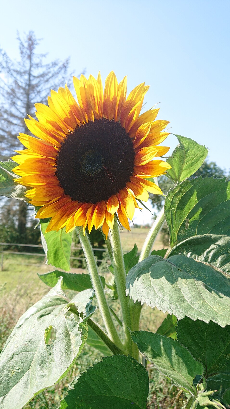 Sonnenblume im Freien, gelbe Blütenblätter, dunkles Zentrum, grüne Blätter, blauer Himmel