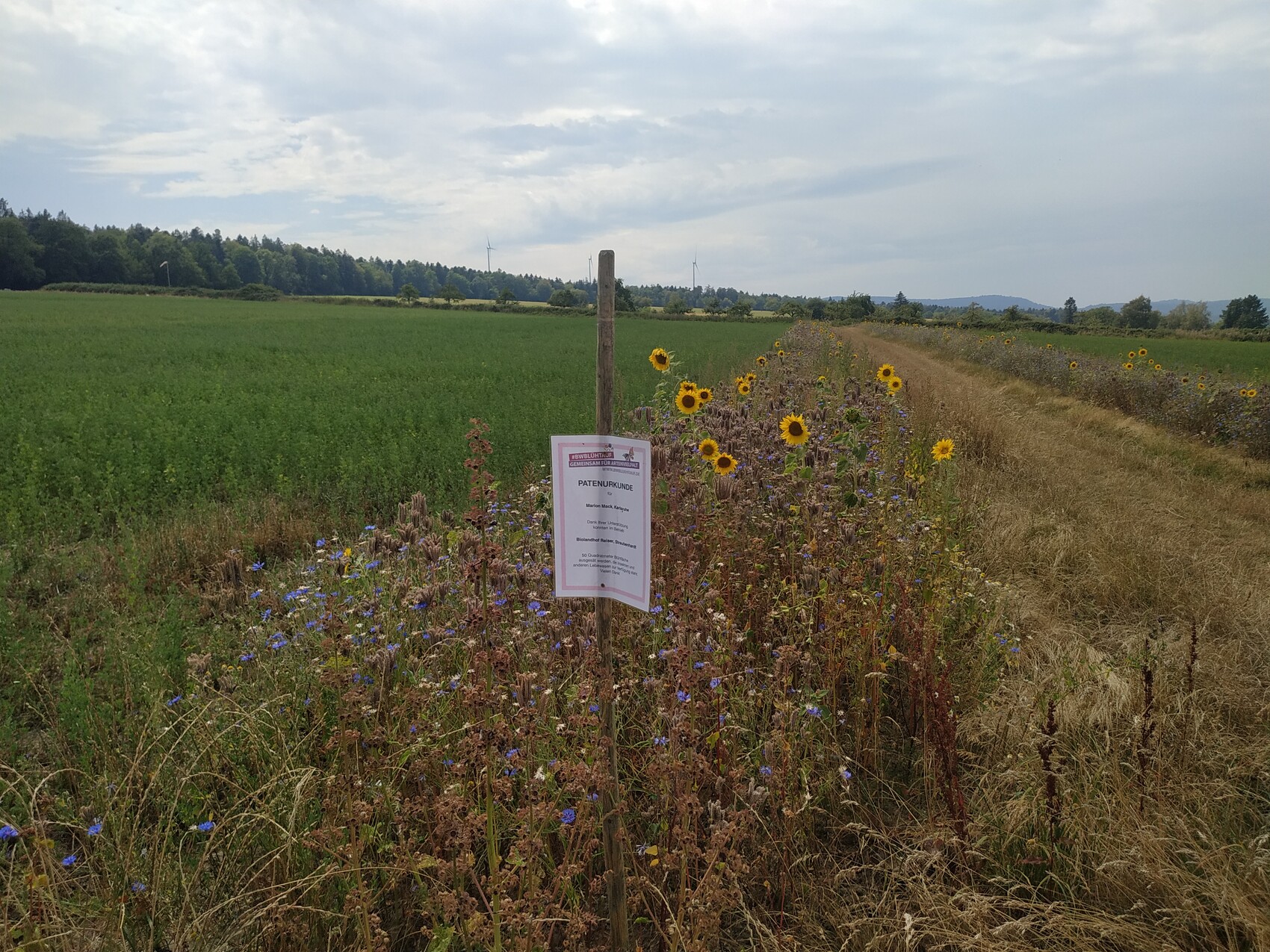 Sonnenblumen säumen einen Feldweg; links grünes Feld, Schild am Pfosten, Ferne Windräder.