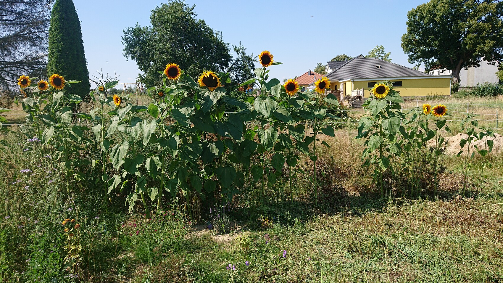 Sonnenblumen-Reihe im Garten vor einem gelben Haus mit Bäumen und blauem Himmel.