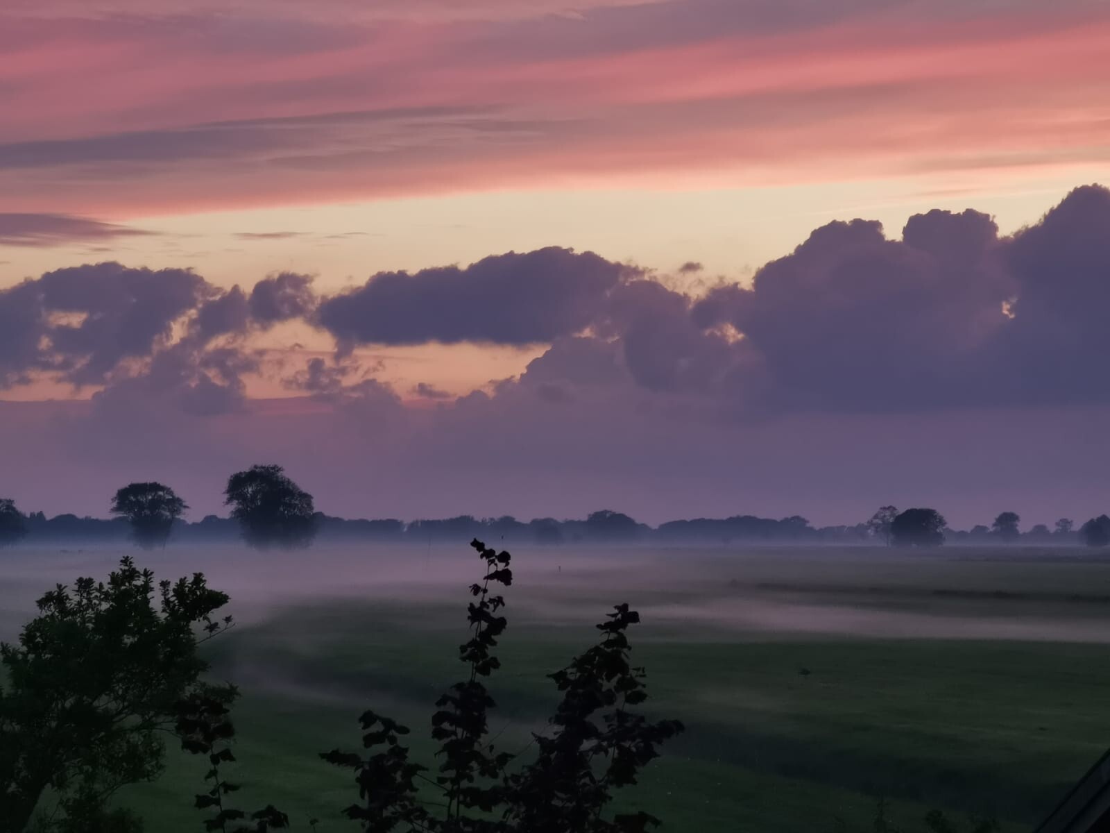 Morgenhimmel in Pink-Lila, Nebel über Feldern, Baum-Silhouetten am Horizont, Vordergrundsträucher.