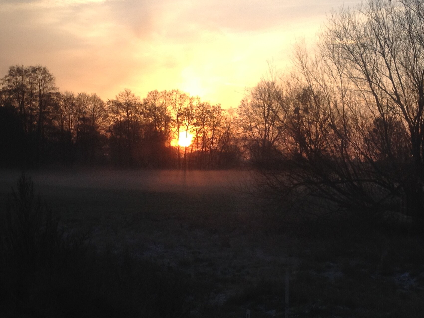 Sonnenuntergang hinter Baumreihe, Nebel über dem Feld, Baum-Silhouetten