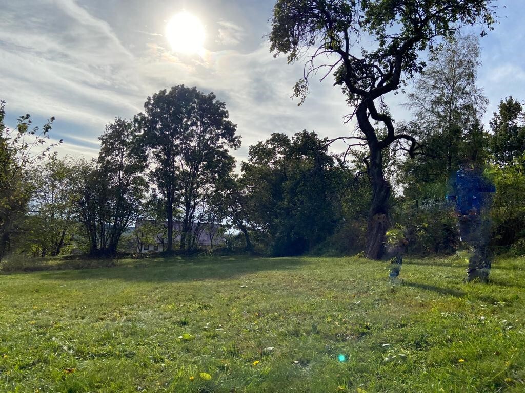 Sonnige Wiesenlandschaft mit Bäumen, knorrigem Baum rechts, zwei schemenhafte Personen.