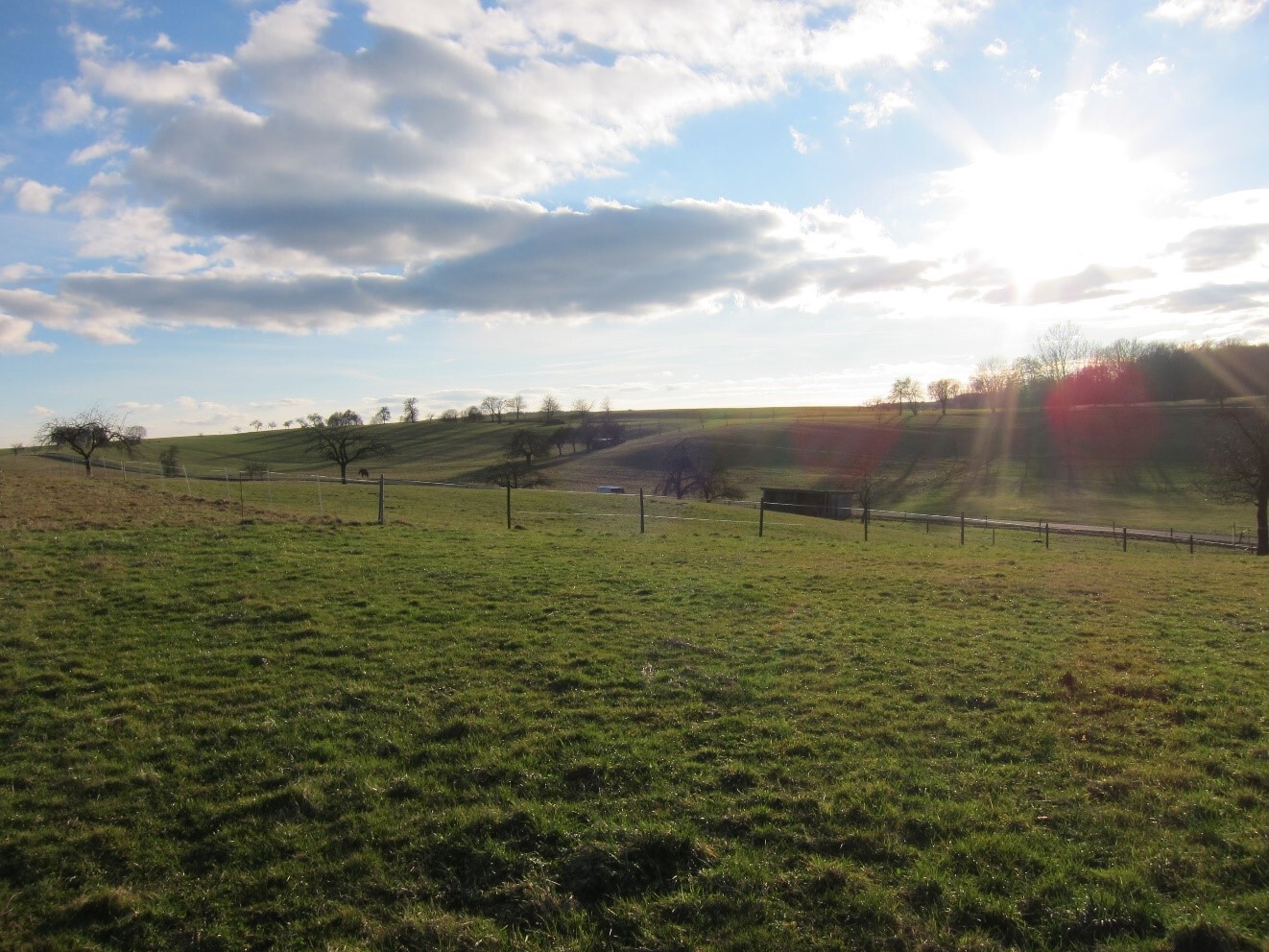 Landschaftsbild: weites Grasland, Zaun, wenige Bäume, Sonne am Himmel