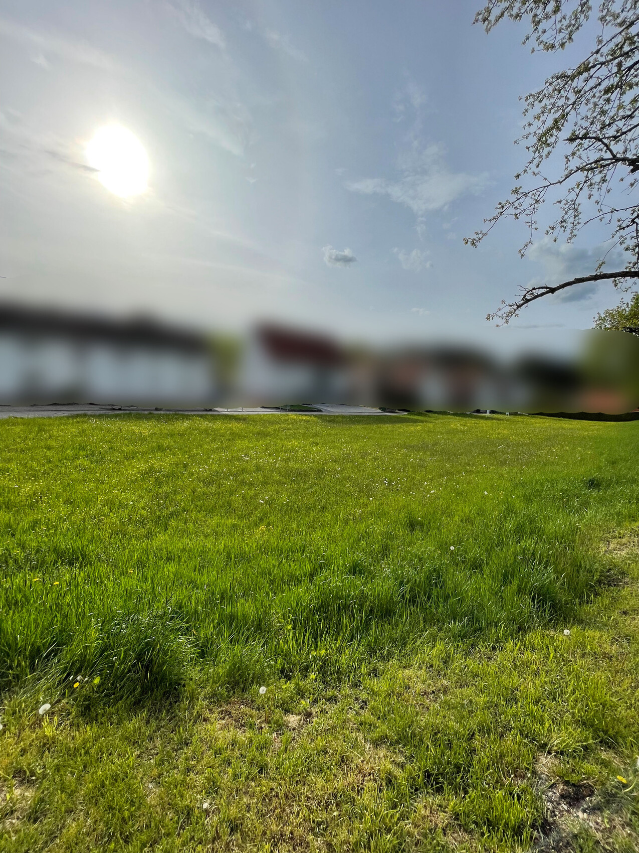 Grünes Grasfeld im Vordergrund, sonniger Himmel, Baumzweige rechts, unscharfe Gebäude im Hintergrund