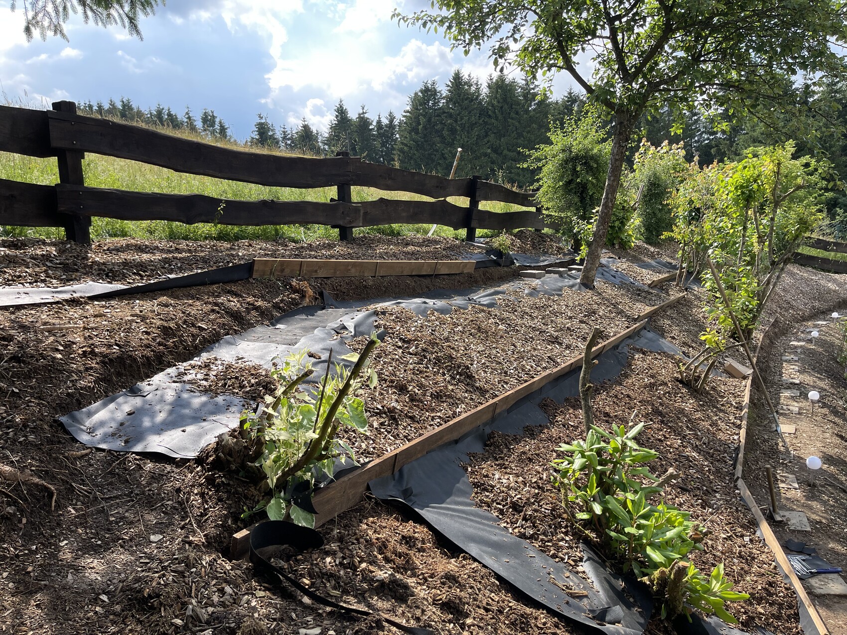 Terrassierter Hanggarten mit Holzzaun, Mulch, Abdeckfolie und kleinen Bäumen.