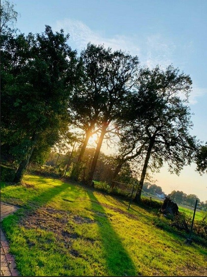 Sonnenlicht strahlt durch Bäume auf einem grünen Rasenweg in einer Parklandschaft.