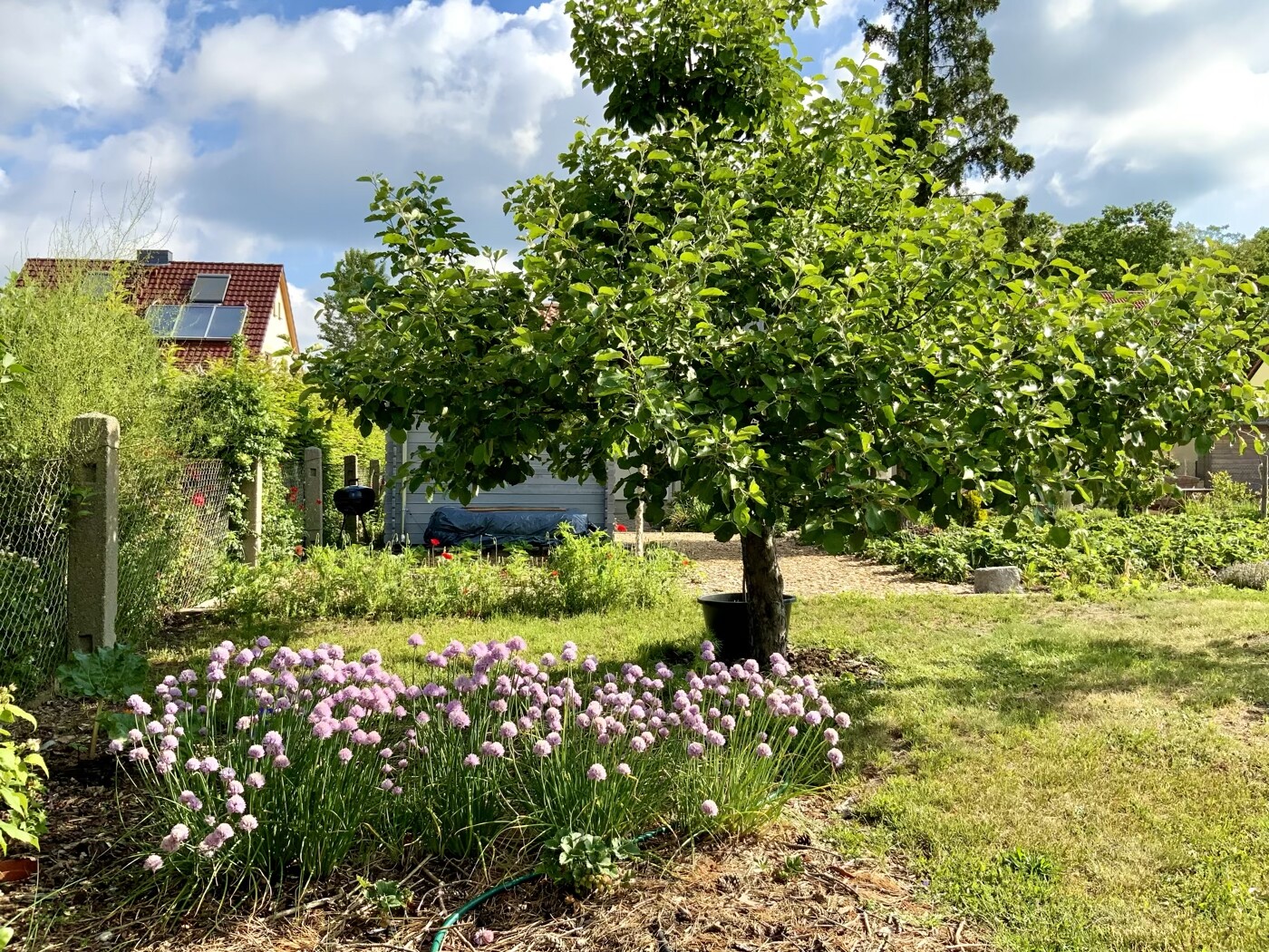 Kleiner Garten mit Baum im Topf, rosa Allium-Blumen im Vordergrund, Haus im Hintergrund.