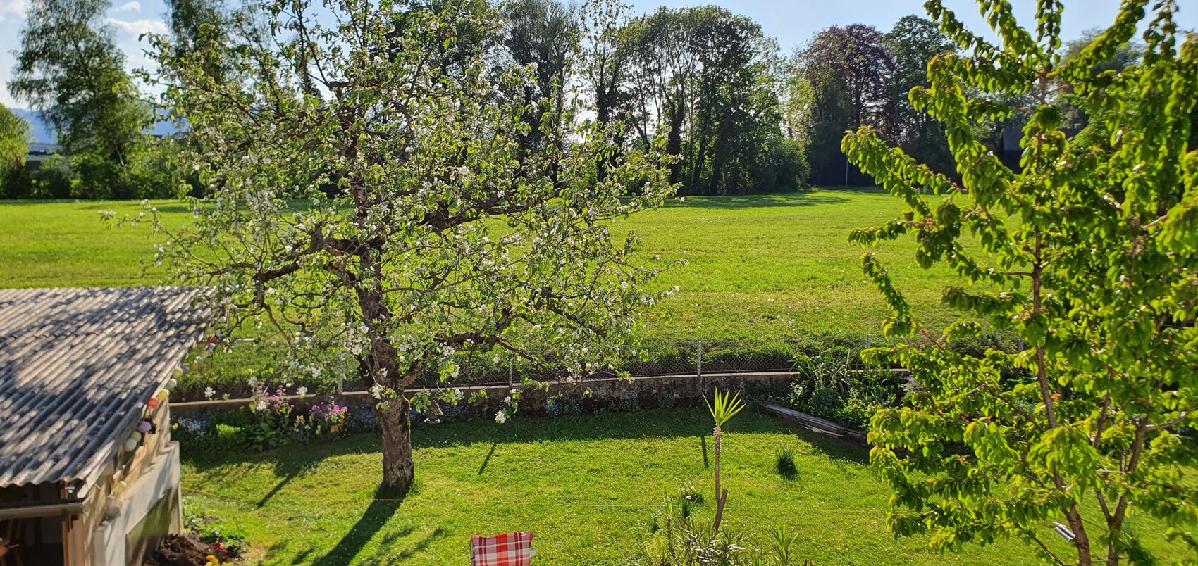 Blühender Obstbaum mit weißen Blüten im Garten, links kleines Gebäude mit Wellblechdach, grüne Wiese.