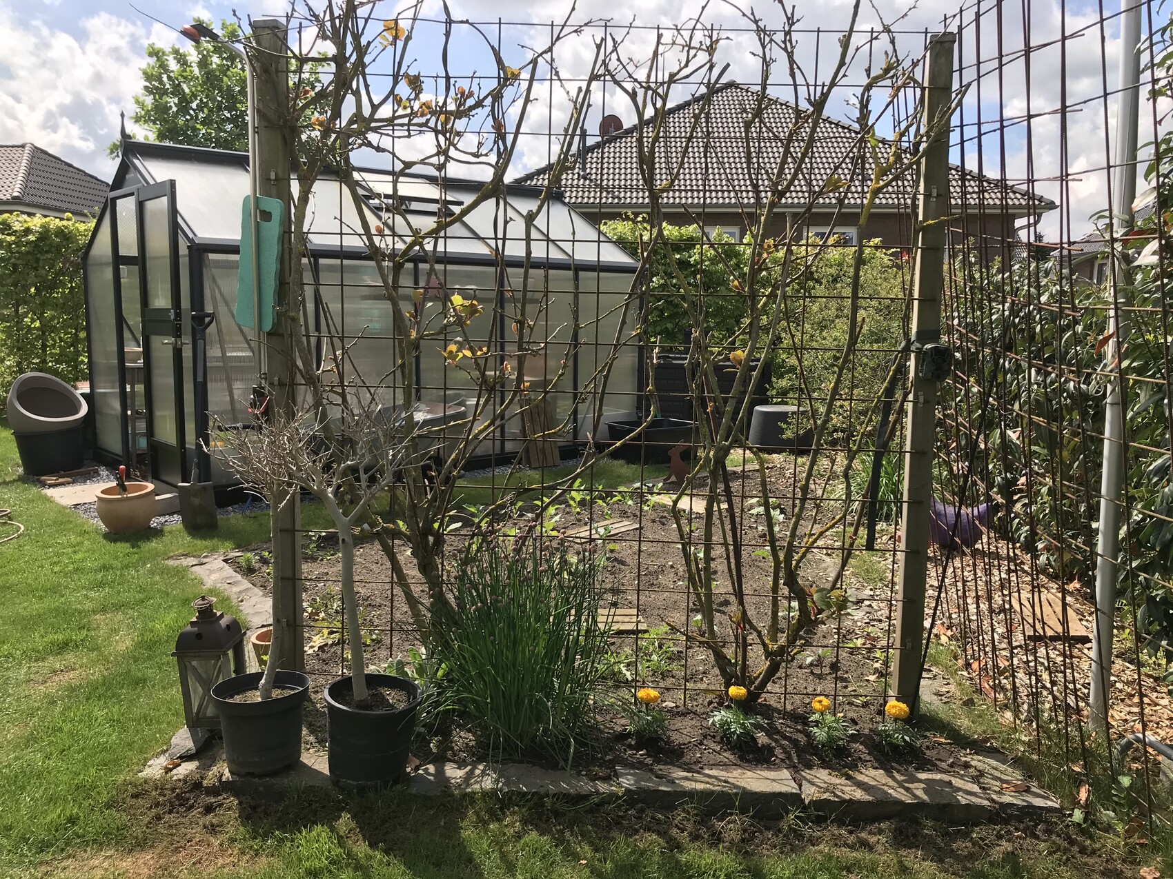 Garten mit Drahtzaun, links Glas-Gewächshaus, zwei Topfpflanzen, gelbe Blumen im Beet, sonnig.