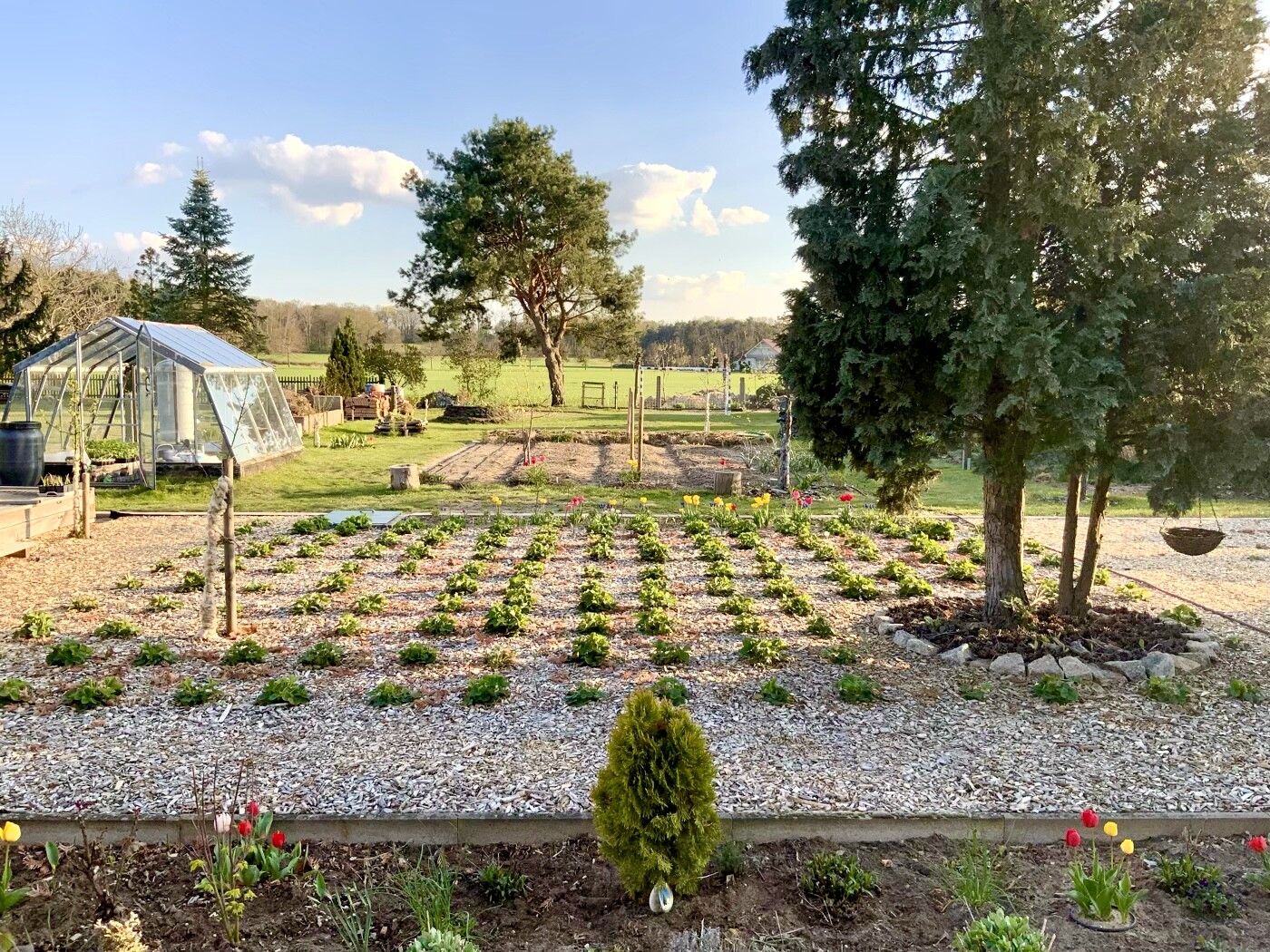 Garten mit Gewächshaus links, Reihen von Gemüsepflanzen, Tulpen im Vordergrund, Bäume rechts.