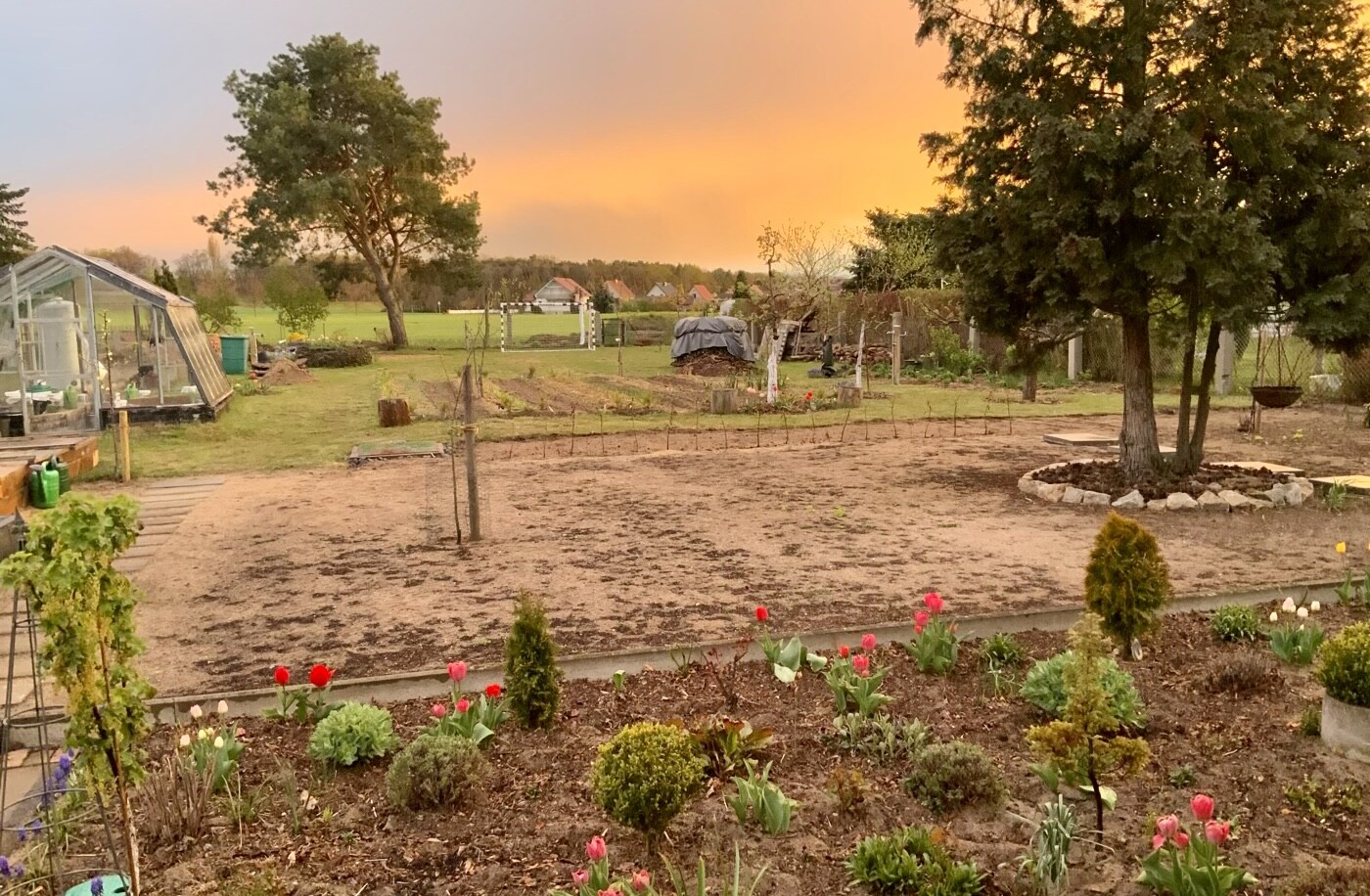 Garten bei Sonnenuntergang: Gewächshaus links, Tulpen vorne, großer Baum rechts.
