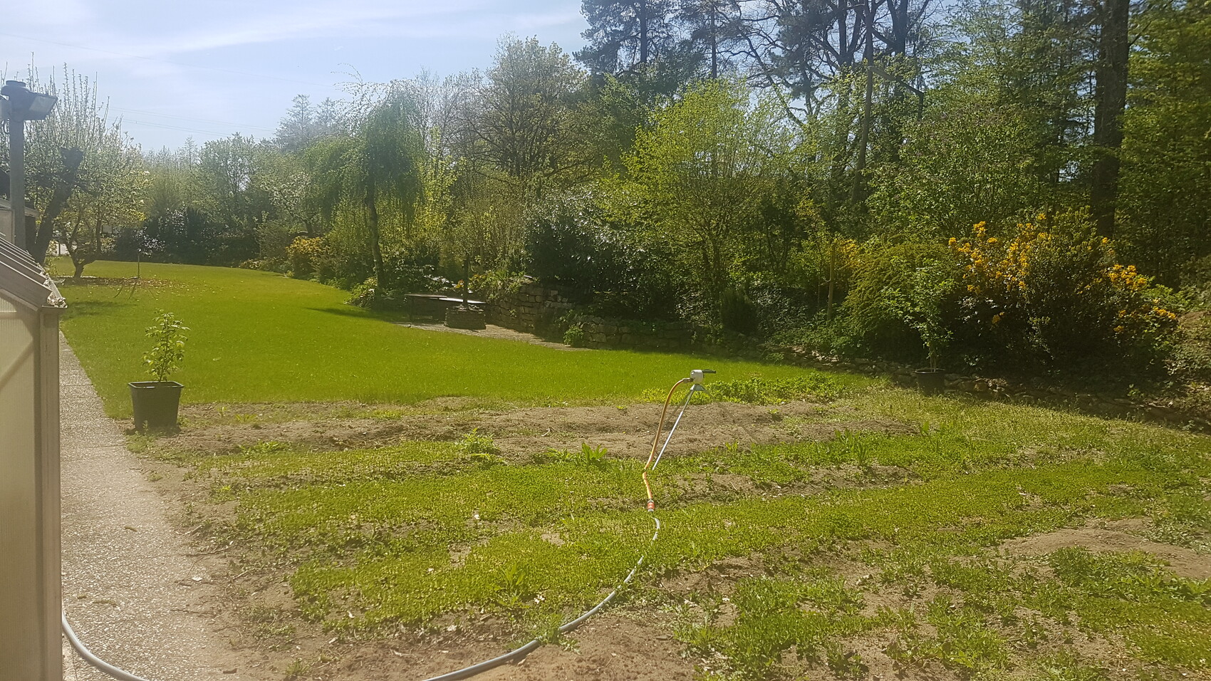 Garten mit grünem Rasen, Sträuchern und Steinmauer; Sitzbank und Schlauch liegen auf dem Boden.