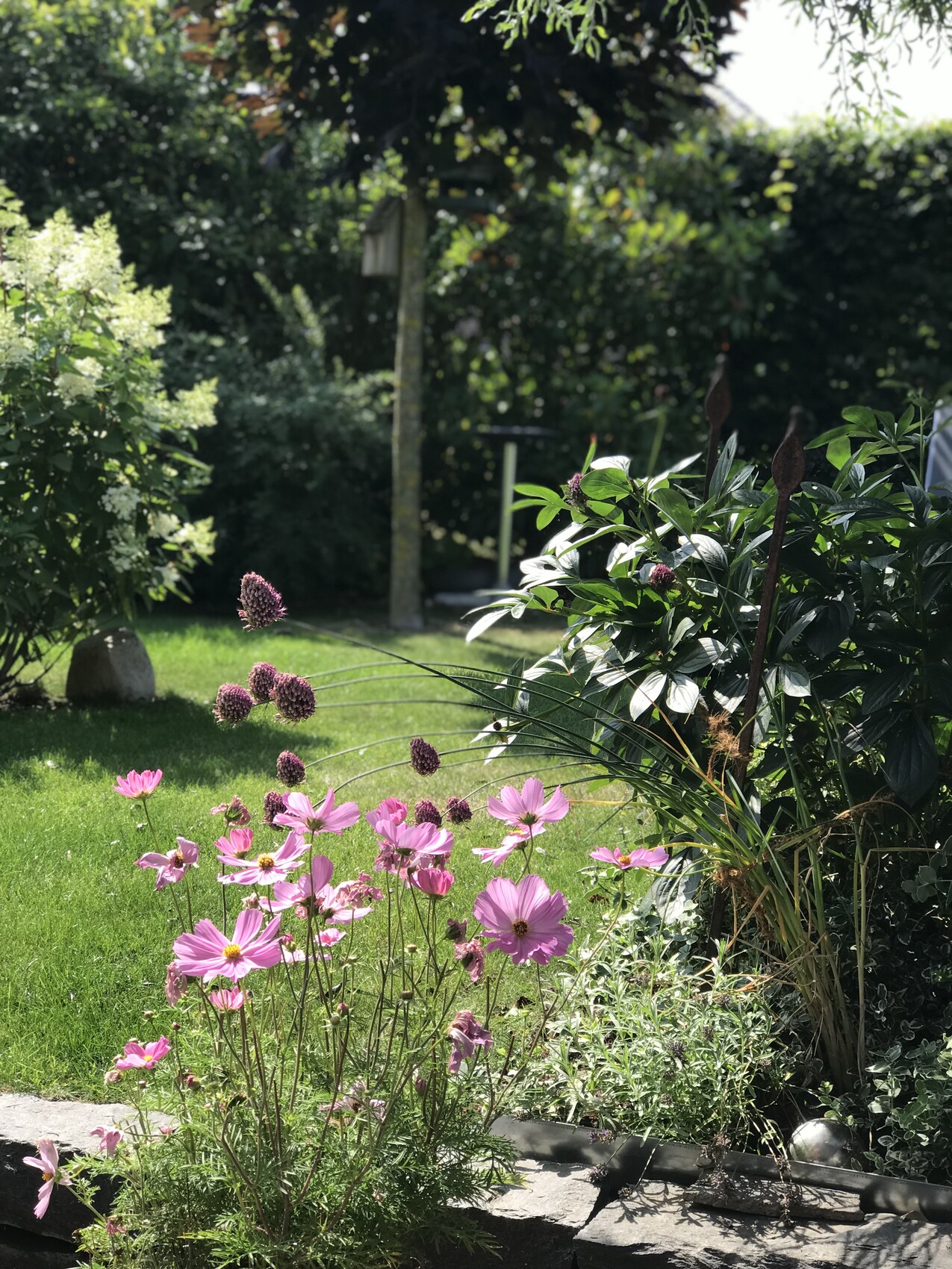 Gartenansicht mit pinken Cosmos-Blumen im Vordergrund, grünem Rasen und Hecke im Hintergrund.