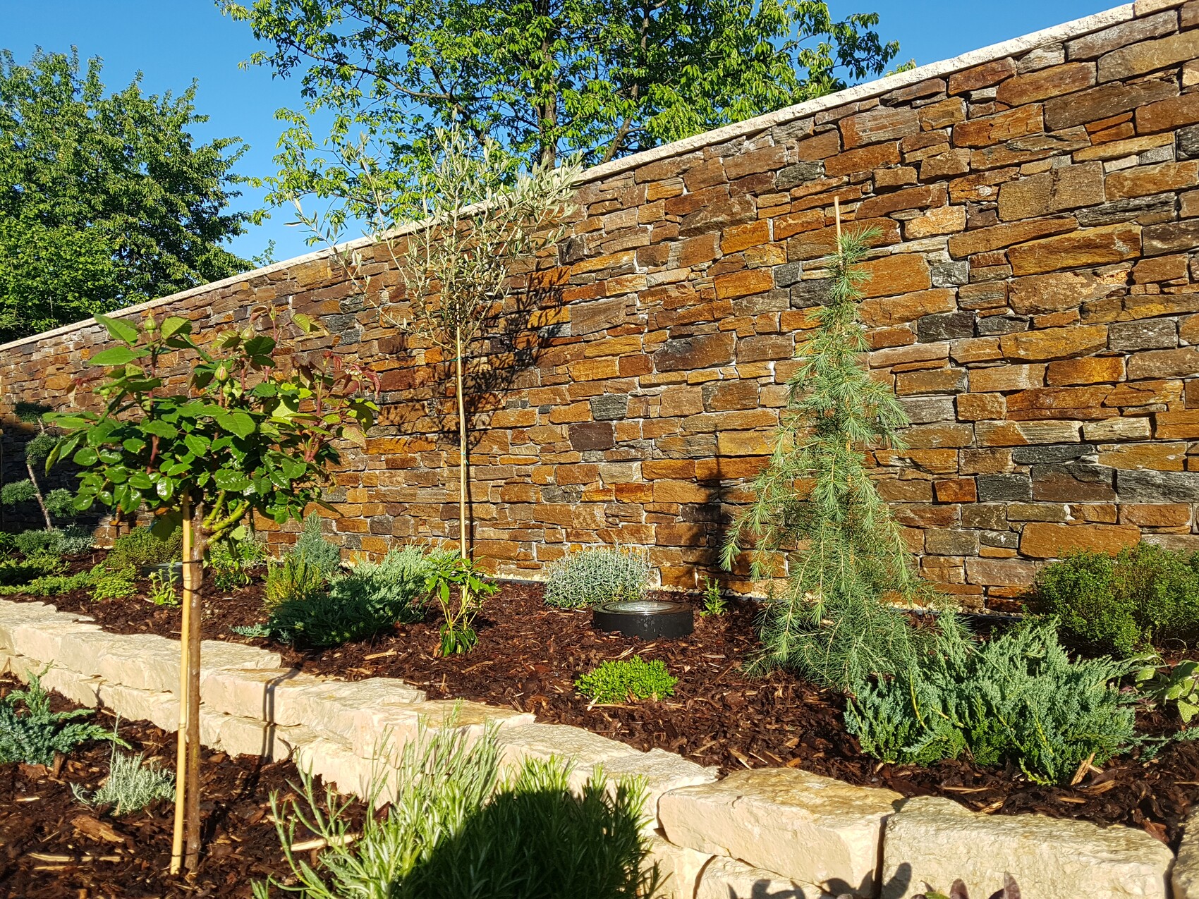 Gartenbeet vor einer Steinmauer mit Mulch, kleinem Baum am Stab, Koniferen und Sträuchern.