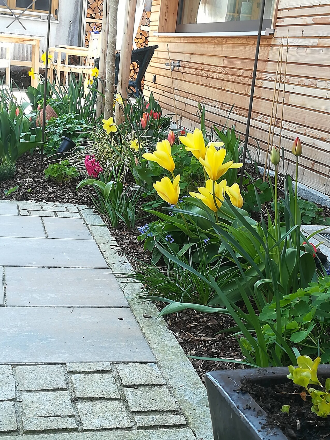 Steinpflasterweg neben dem Holzhaus mit gelben Tulpen, Narzissen und grünem Beet.