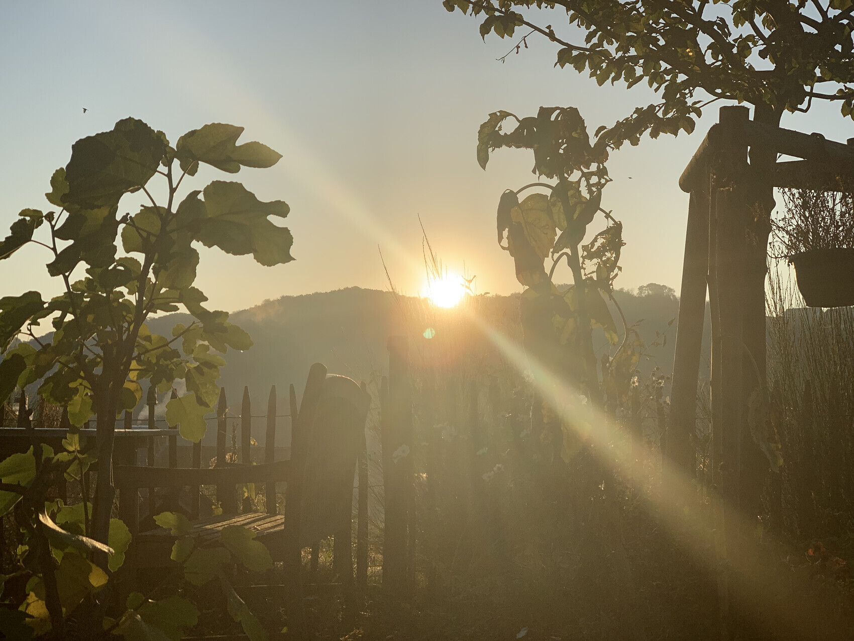 Sonnenaufgang im Garten: Holzbank, Holzzaun und Blätter im warmen Licht.