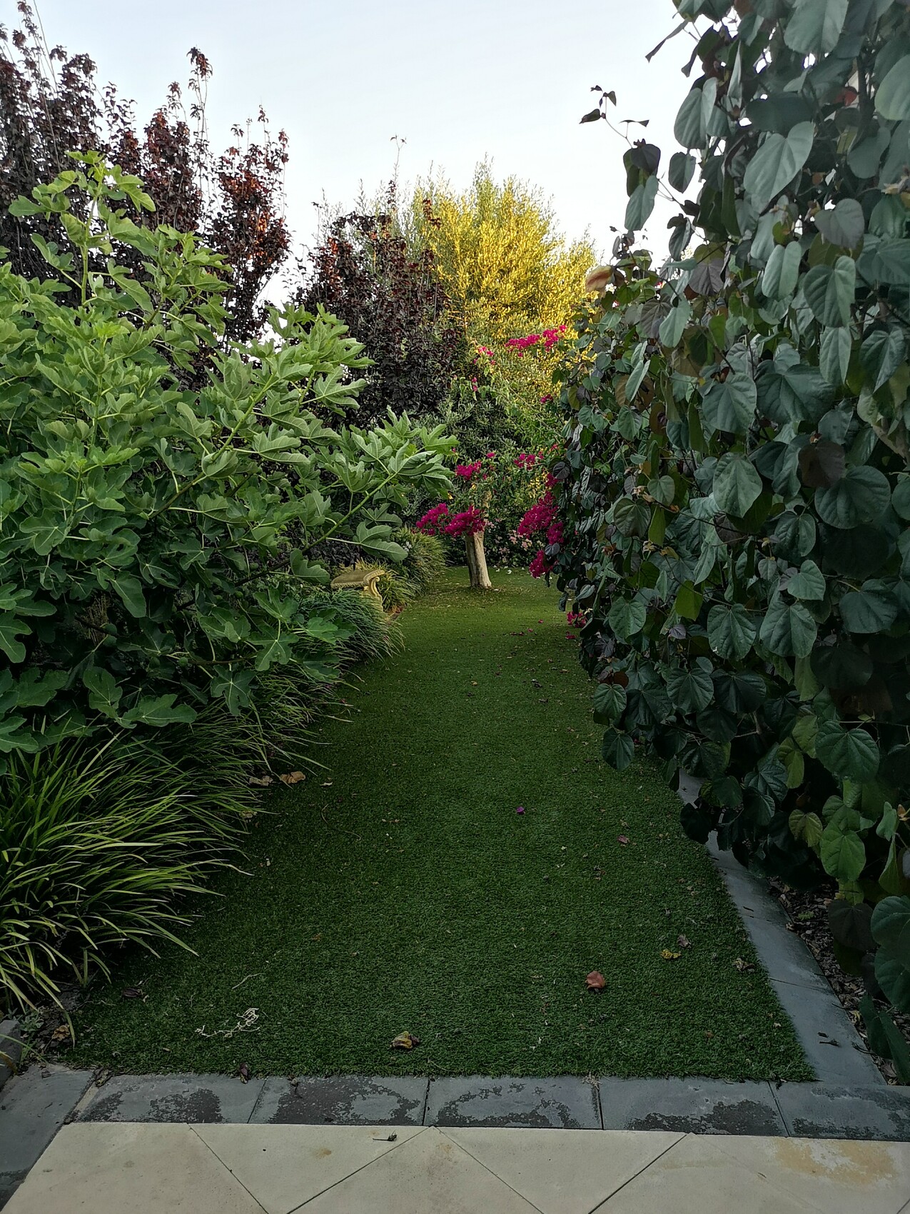 Gartenweg mit grasbewachsenem Pfad, von Hecken gerahmt, pinke Blüten im Hintergrund.