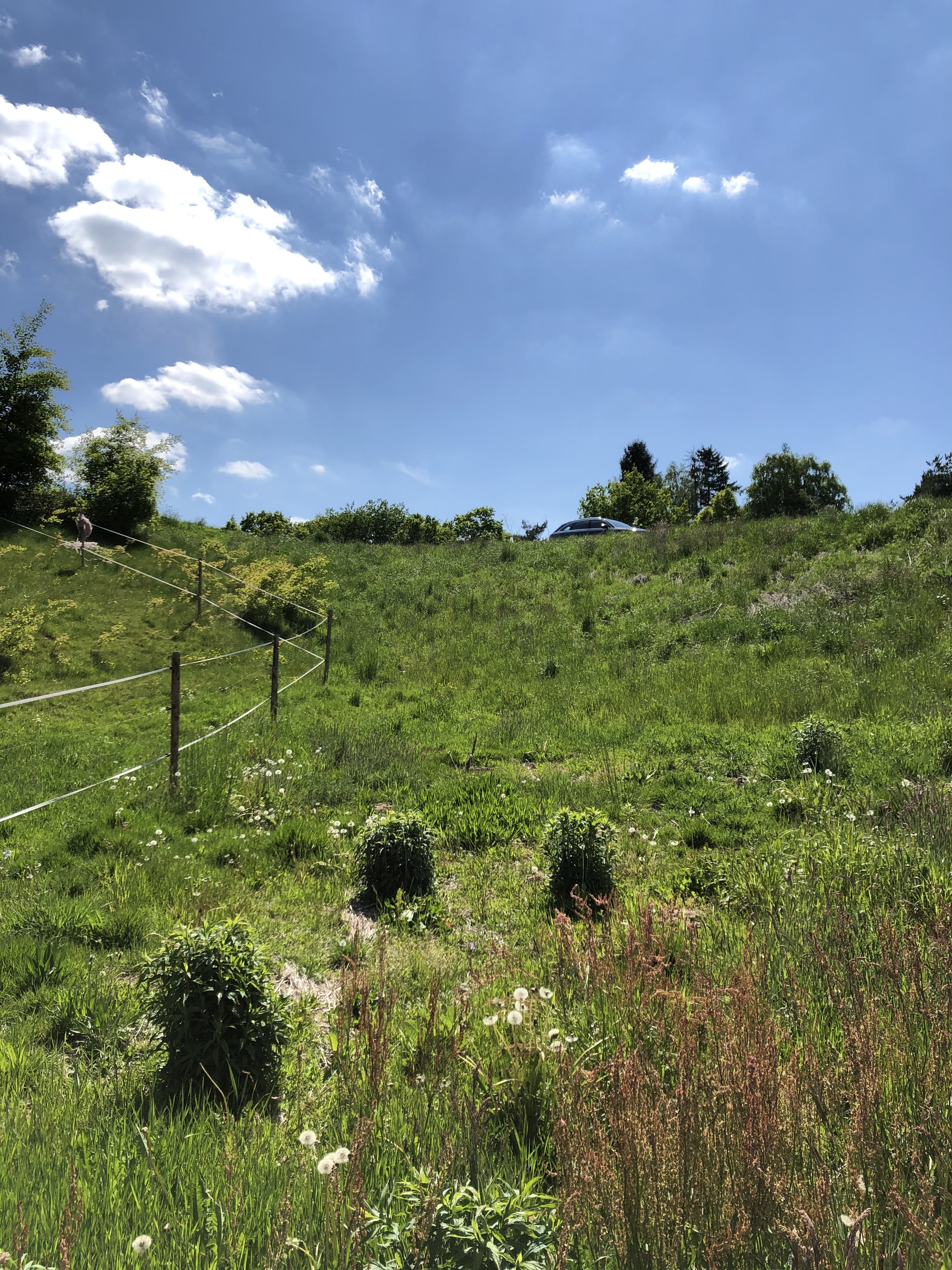 sonniger-gruen-hang-garten-mit-zaun-und-auto-im-hintergrund.jpeg