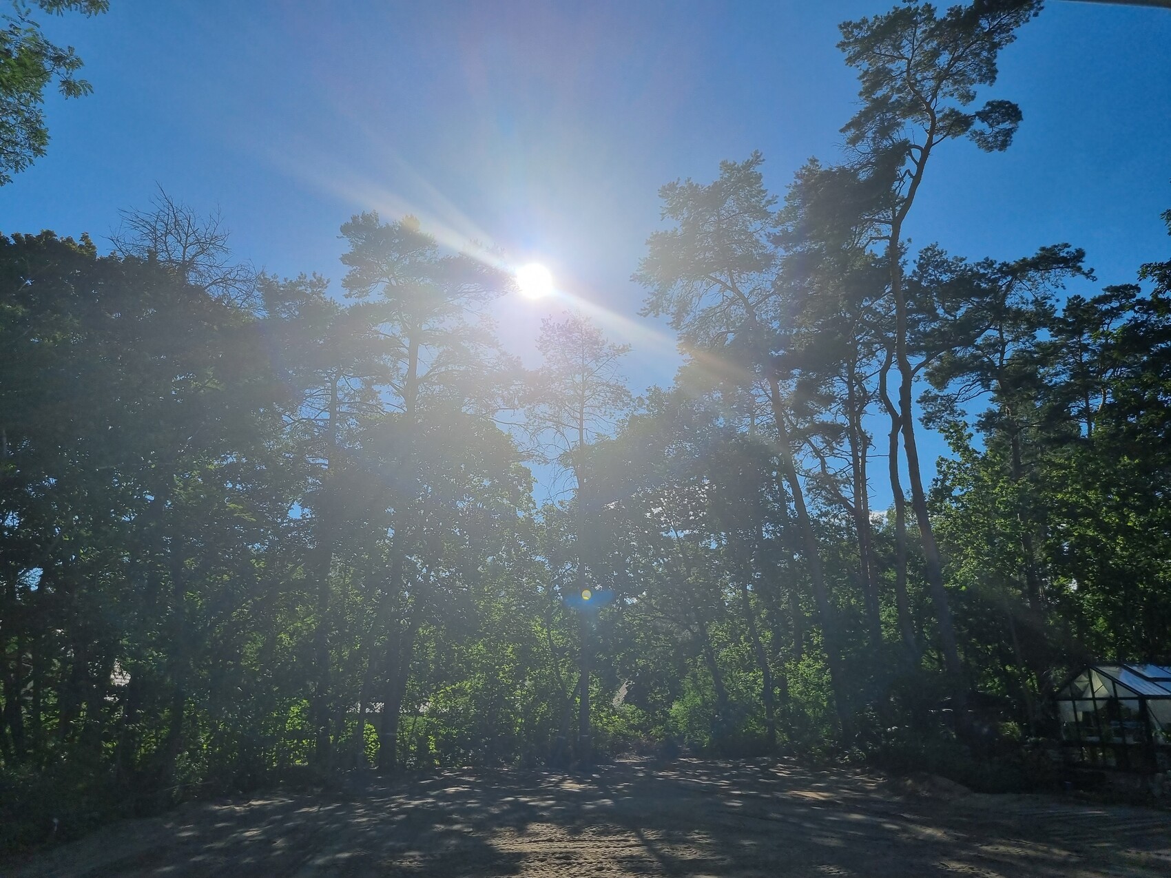 Sonne scheint durch hohe Bäume eines Waldes; sandiger Weg und Gewächshaus rechts sichtbar.