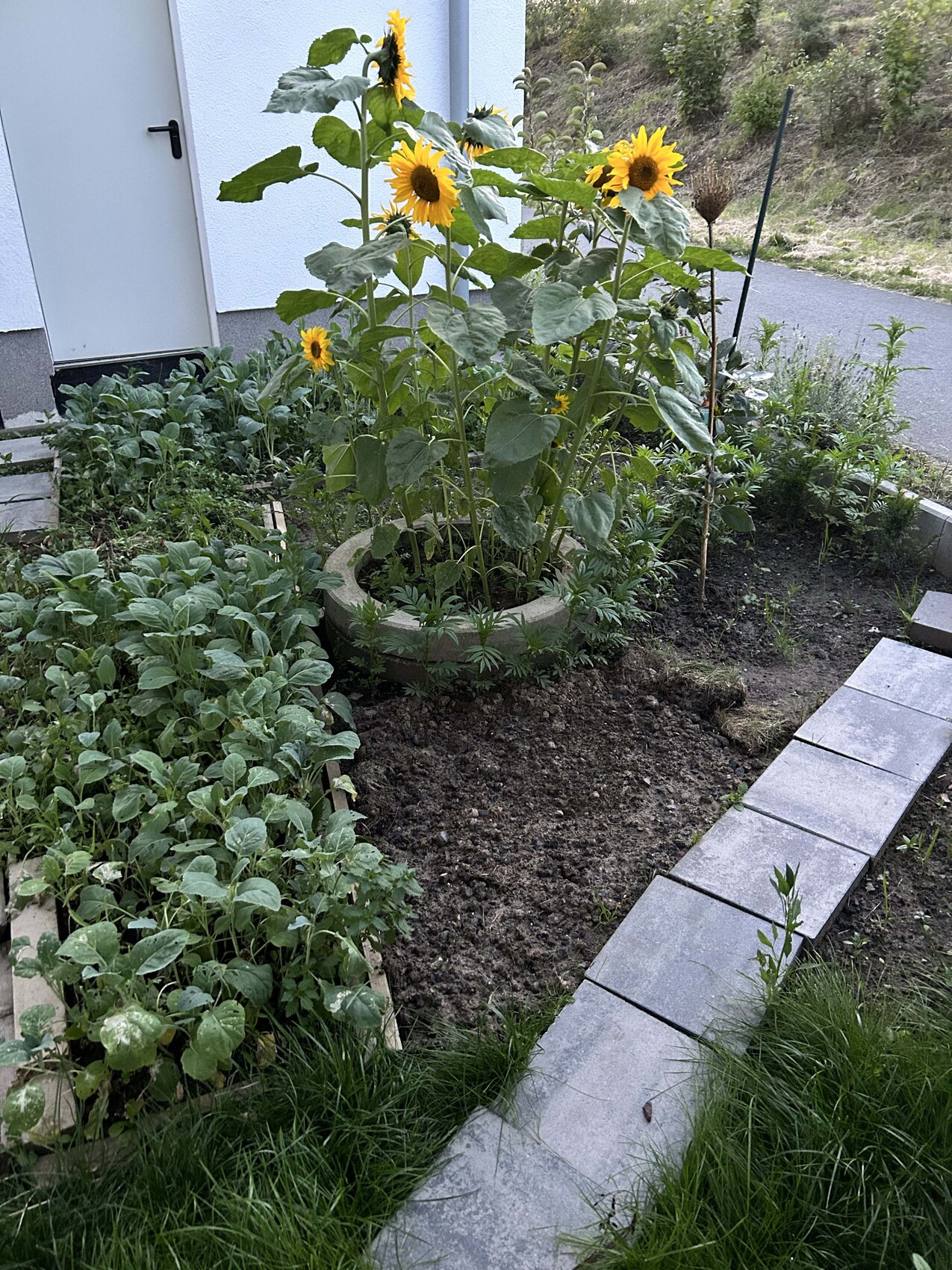 Hoch wachsende Sonnenblumen im runden Pflanzbeet neben dem Haus, Steinplattenweg rechts.