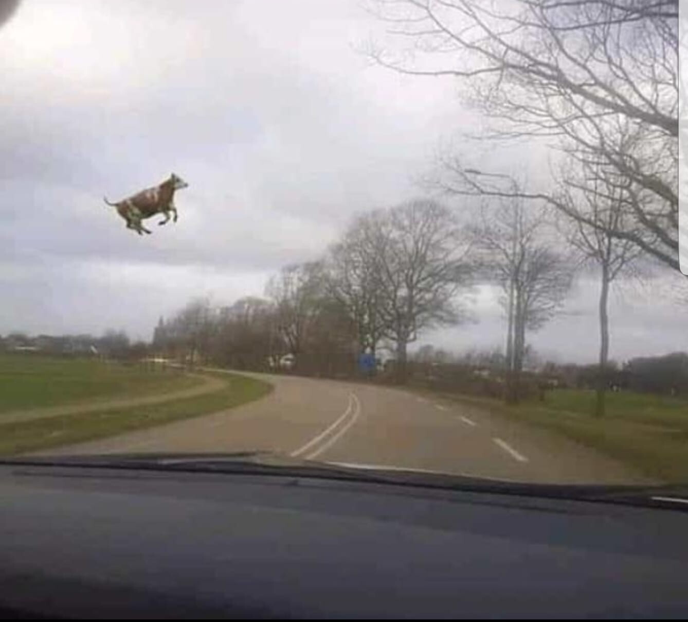 Ein Tier springt hoch über eine Landstraße in ländlicher Umgebung, Blick aus dem Autofenster
