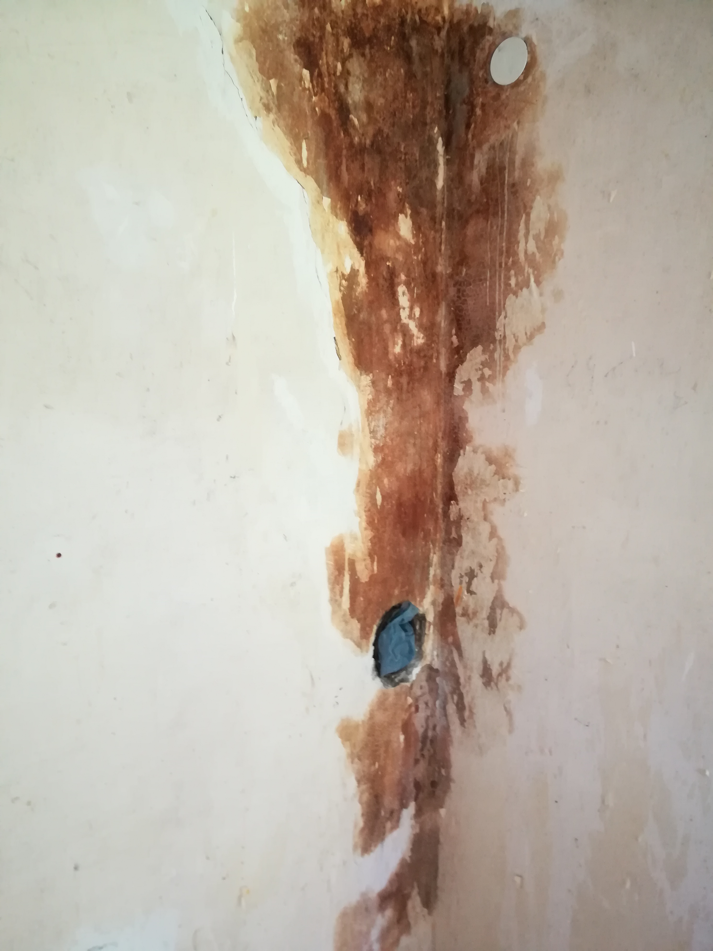 starker-schimmelbefall-bei-zwangsersteigertem-haus-344979-2.jpg
